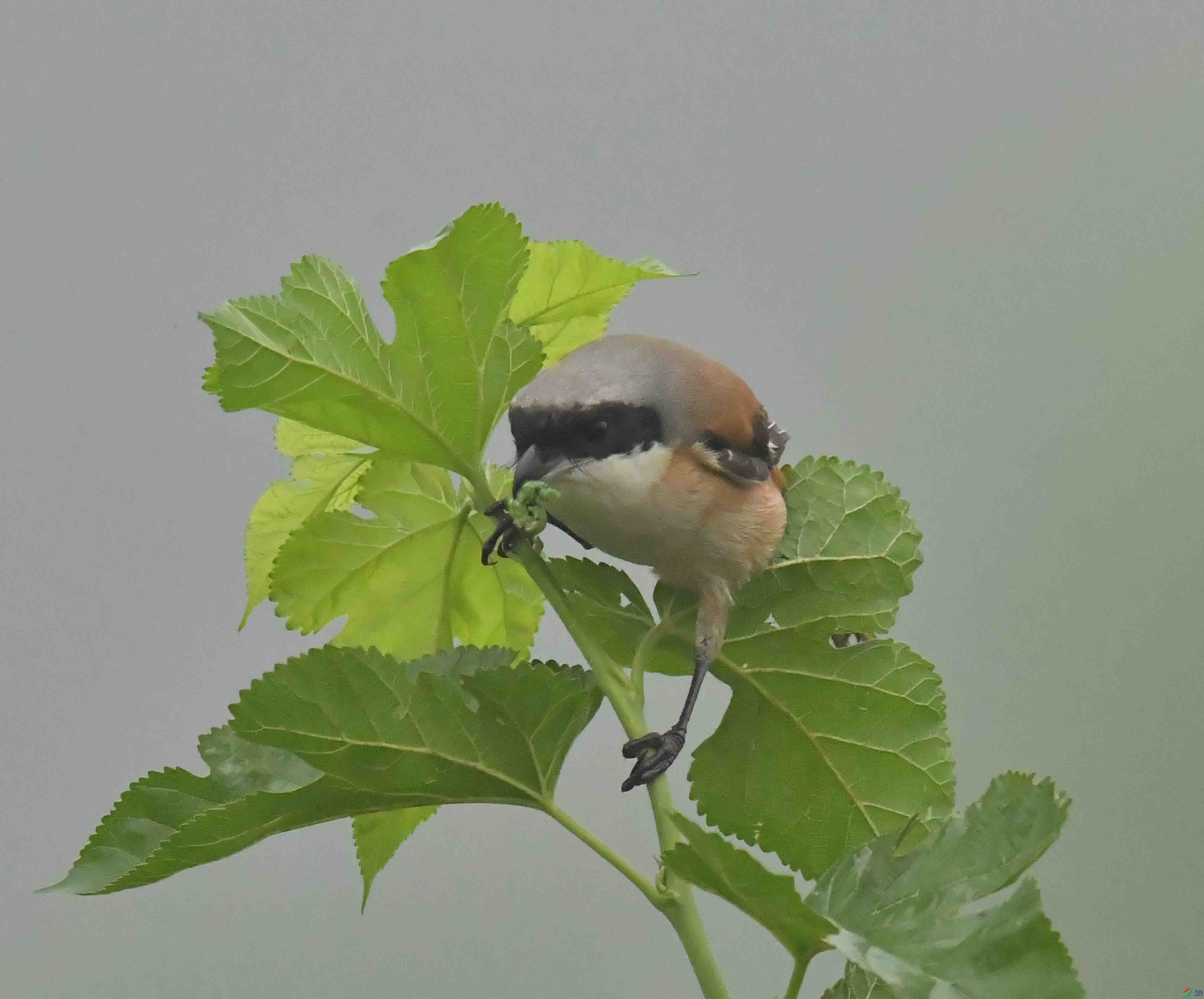 DSC_1856.JPG