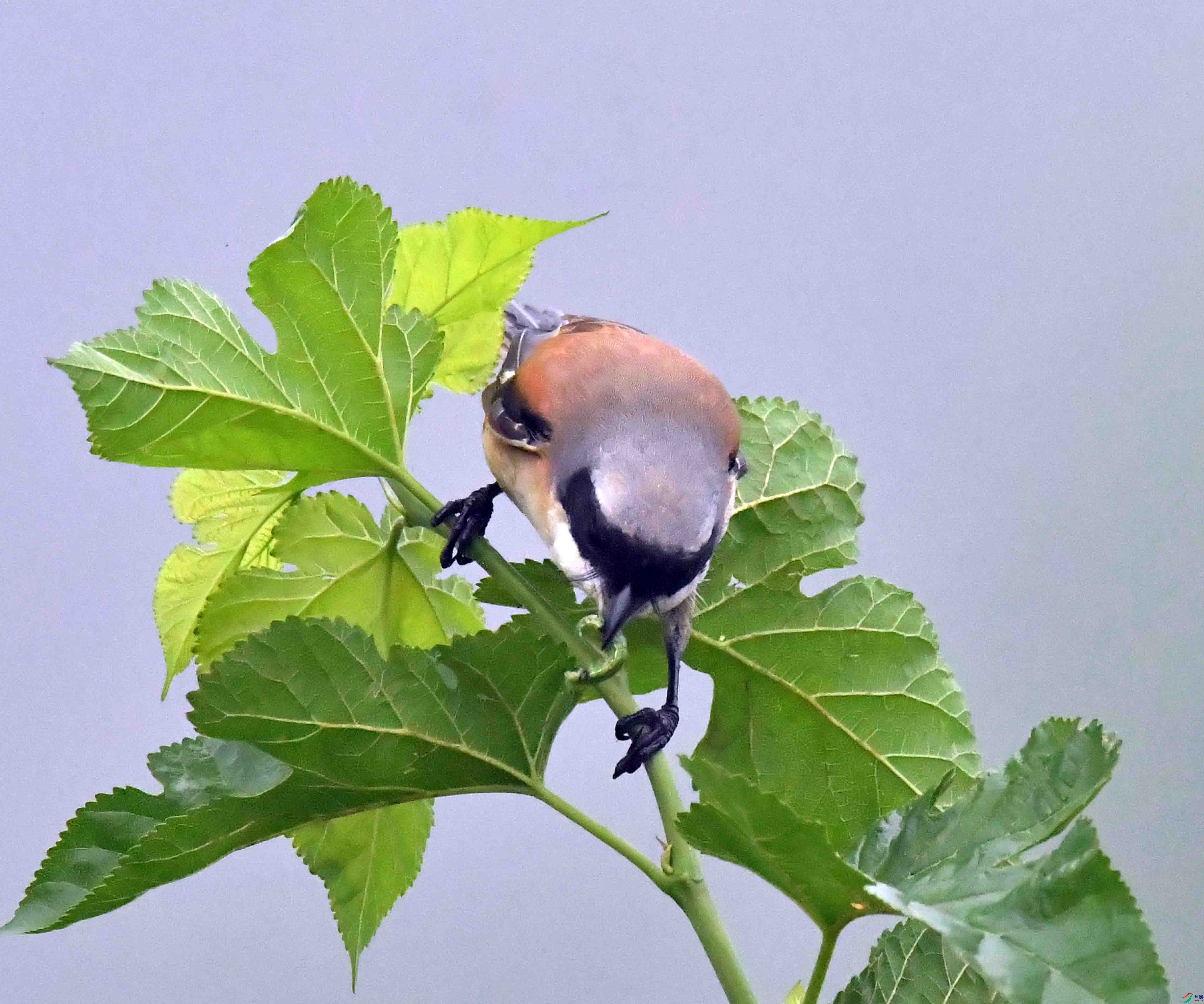 DSC_1866.JPG