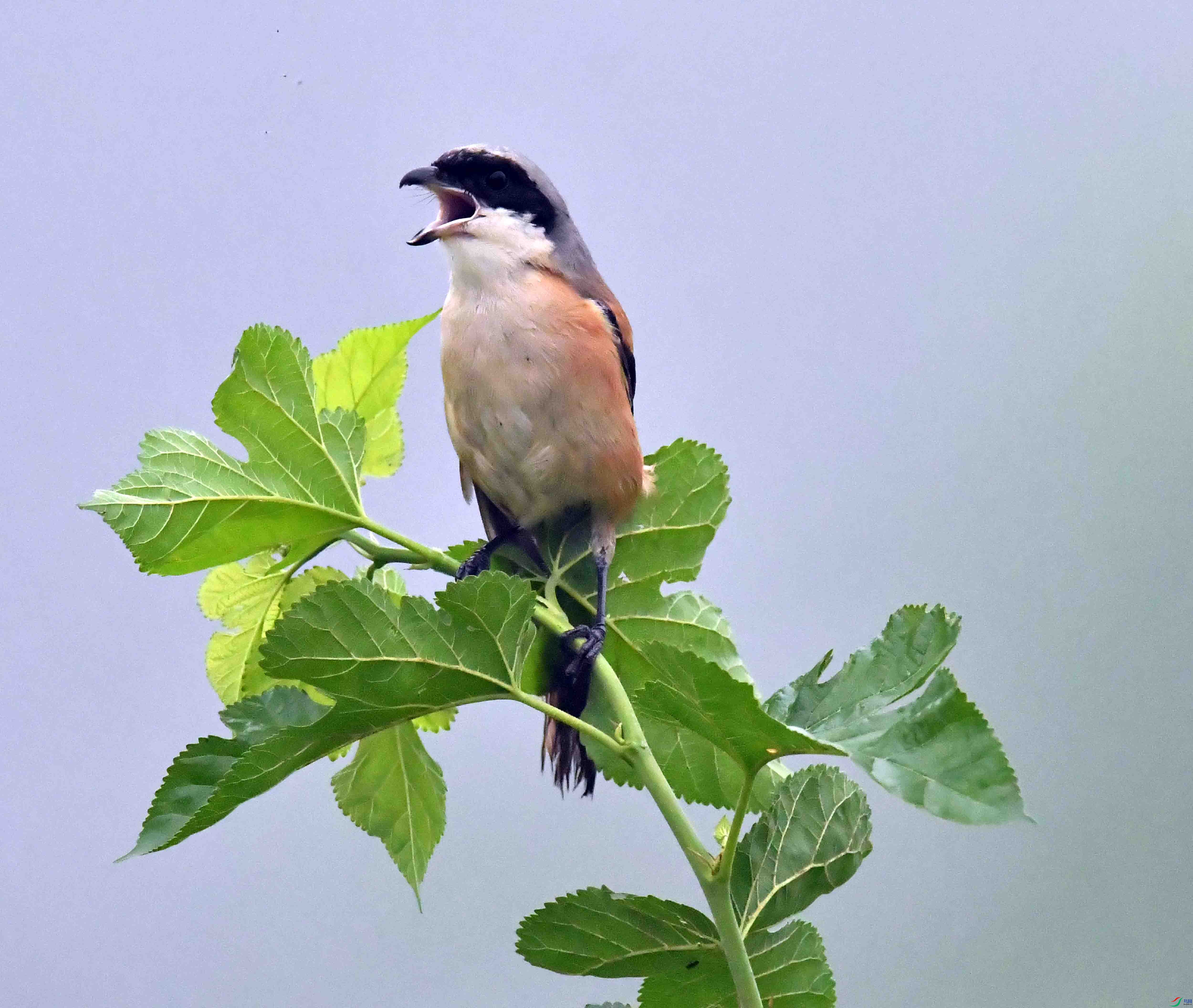 DSC_1877.JPG