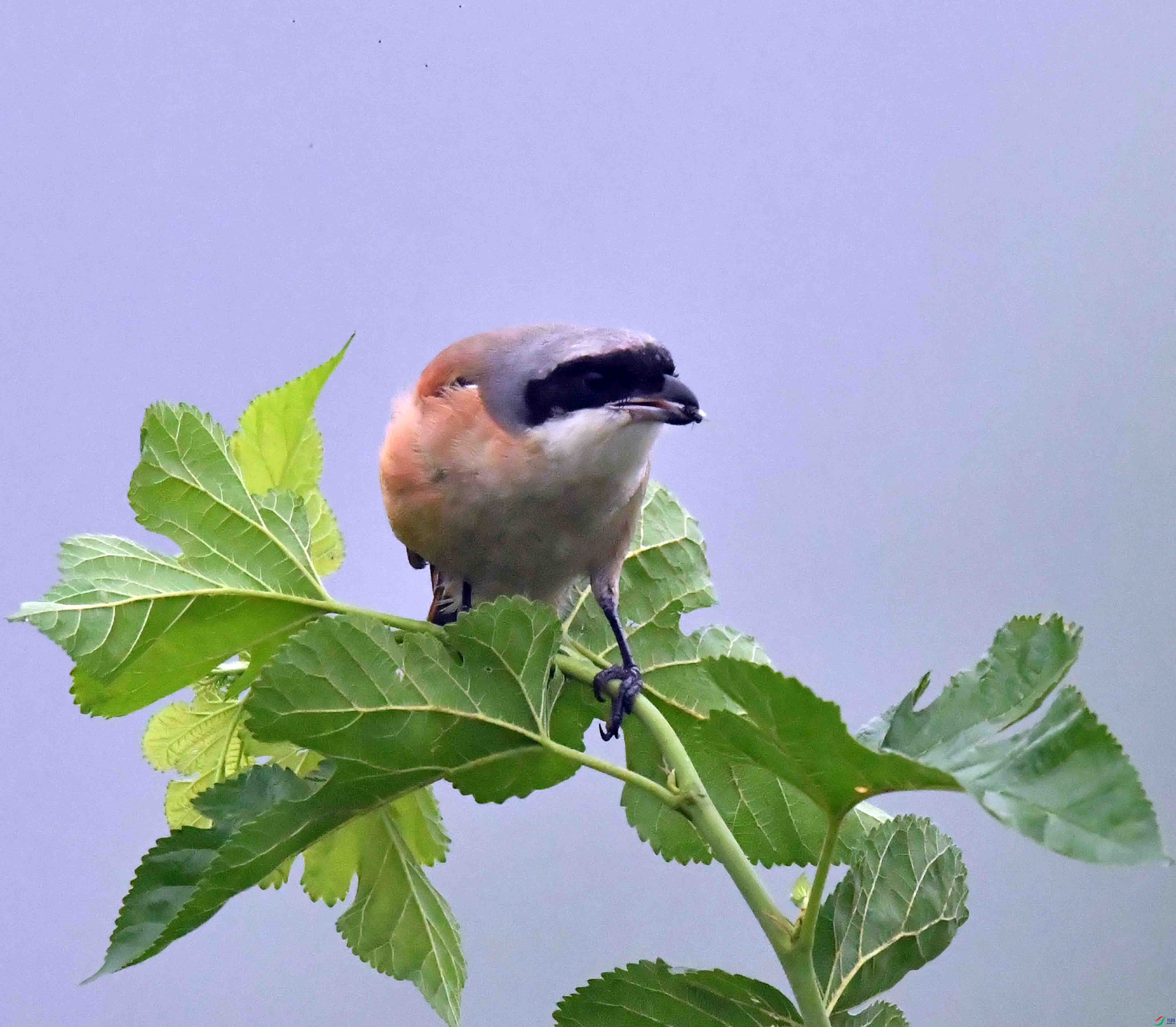 DSC_1888.JPG