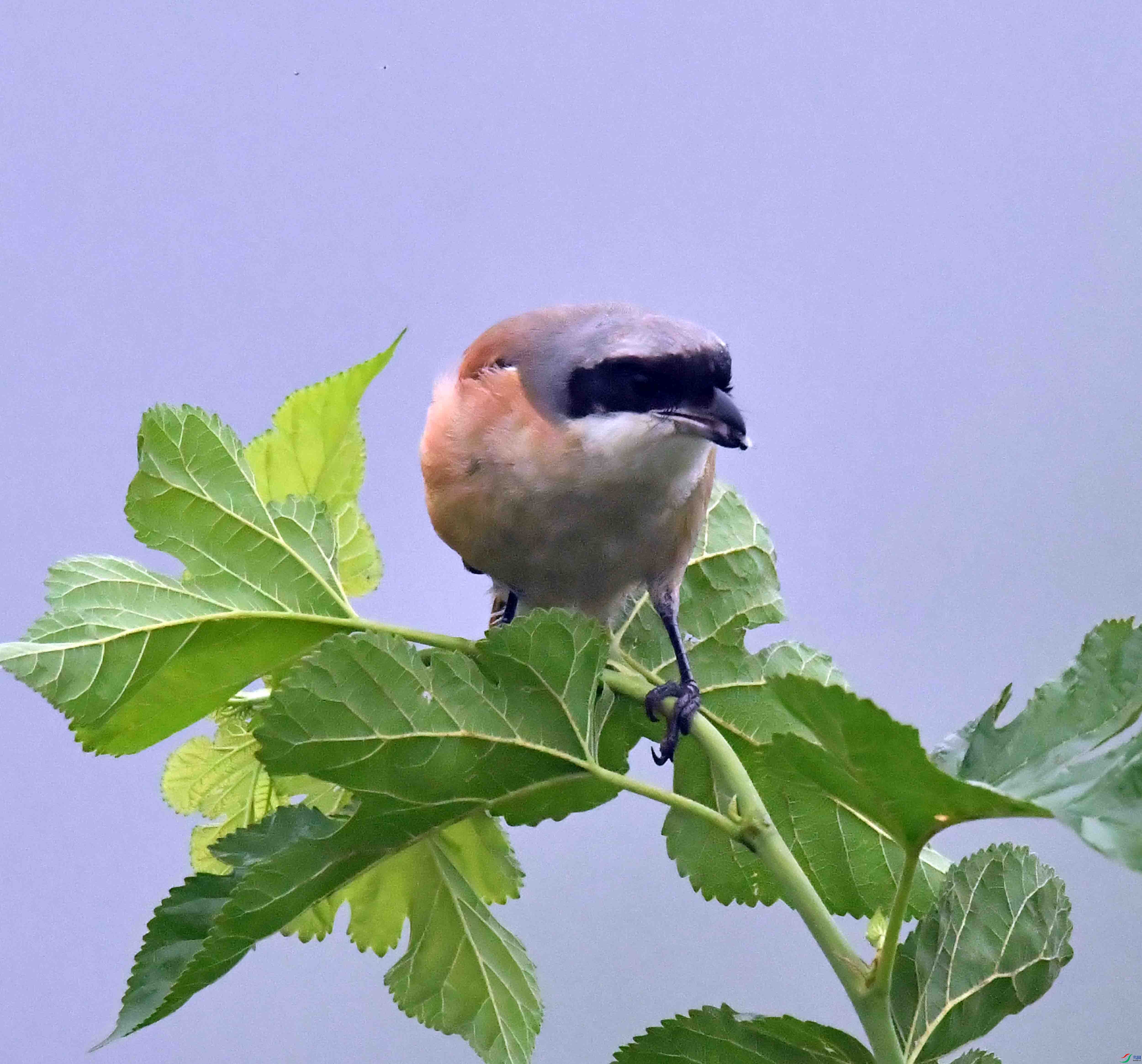 DSC_1889.JPG