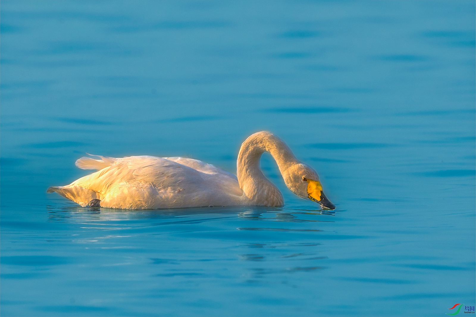 �����----����