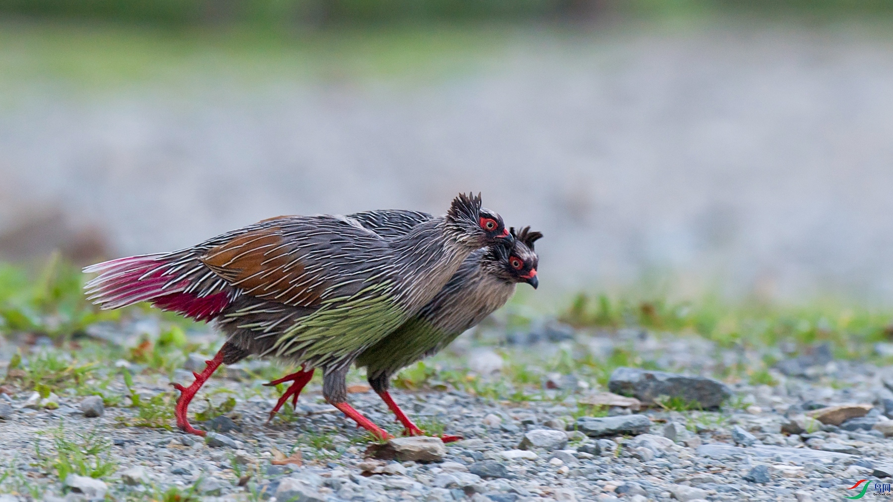 DSC_9885 - ����.jpg