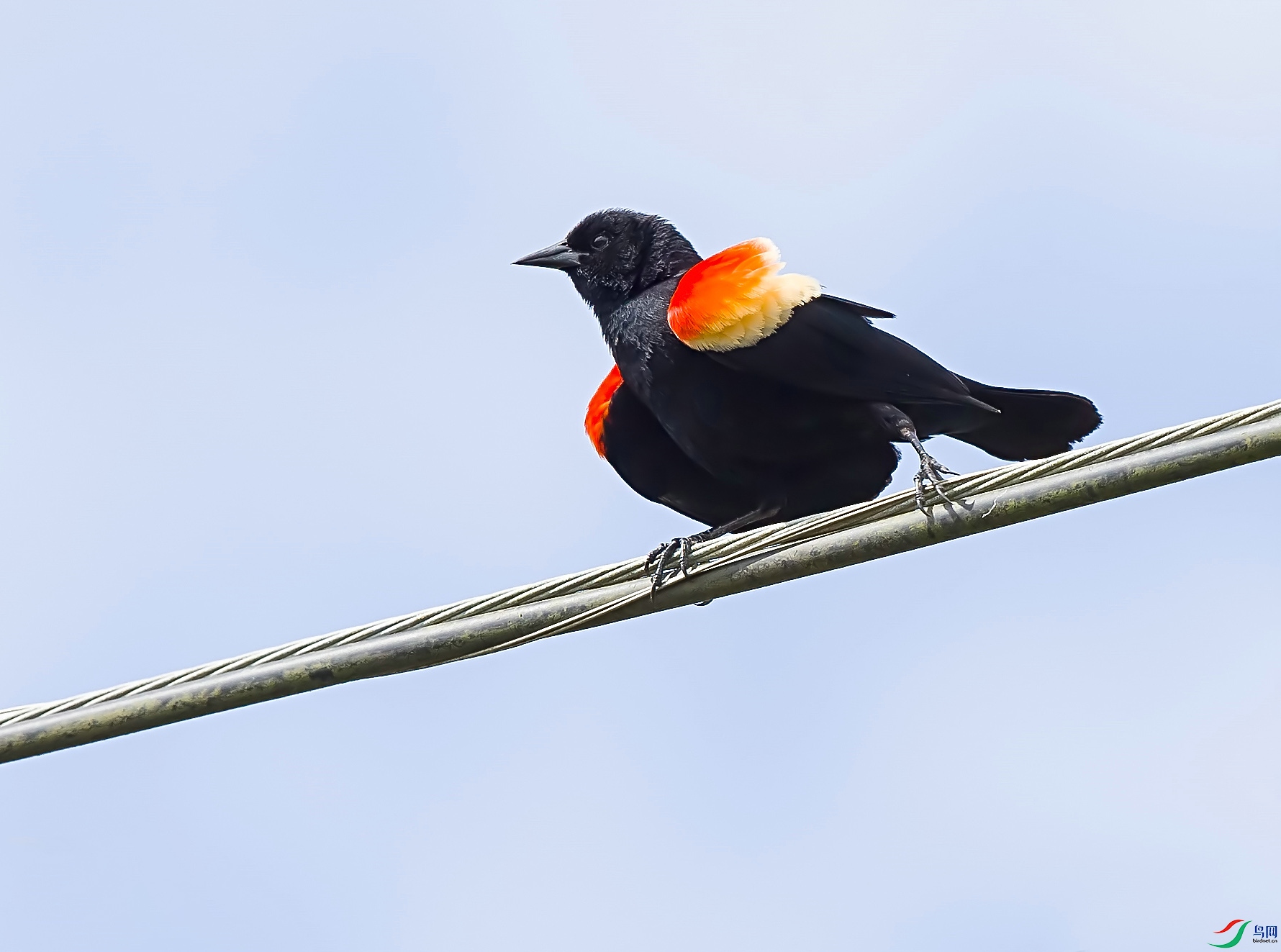 �����Red-winged Blackbird ����.jpg