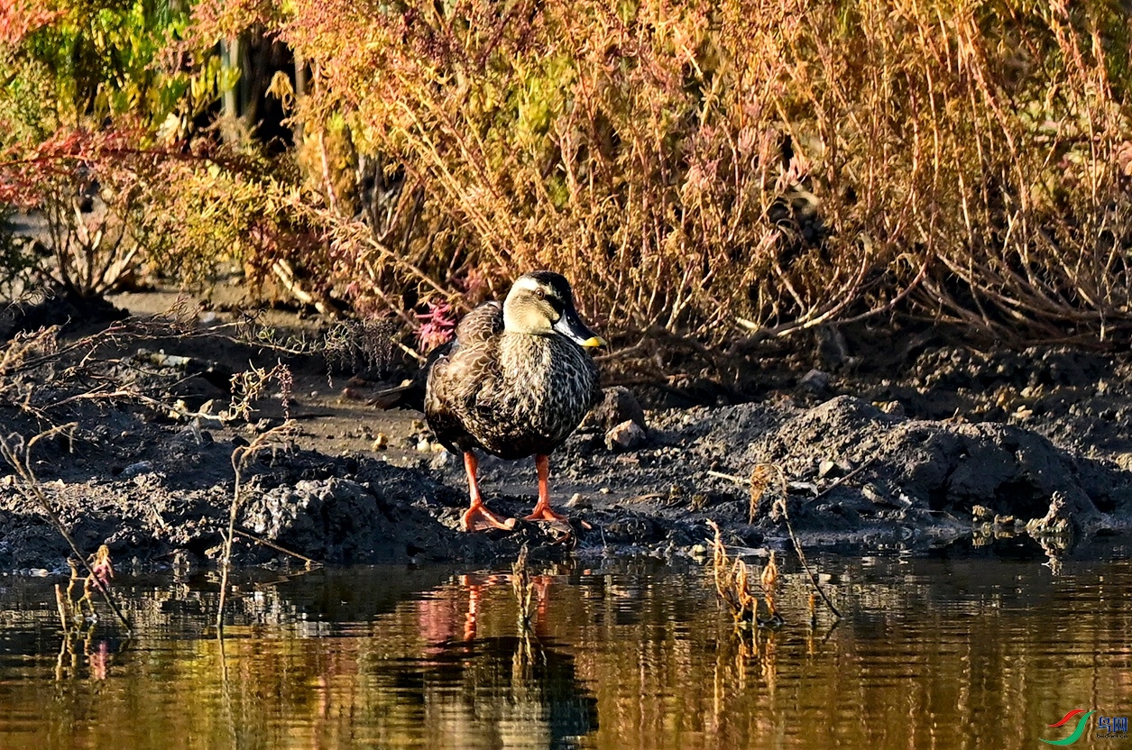 _DSC0038.jpg