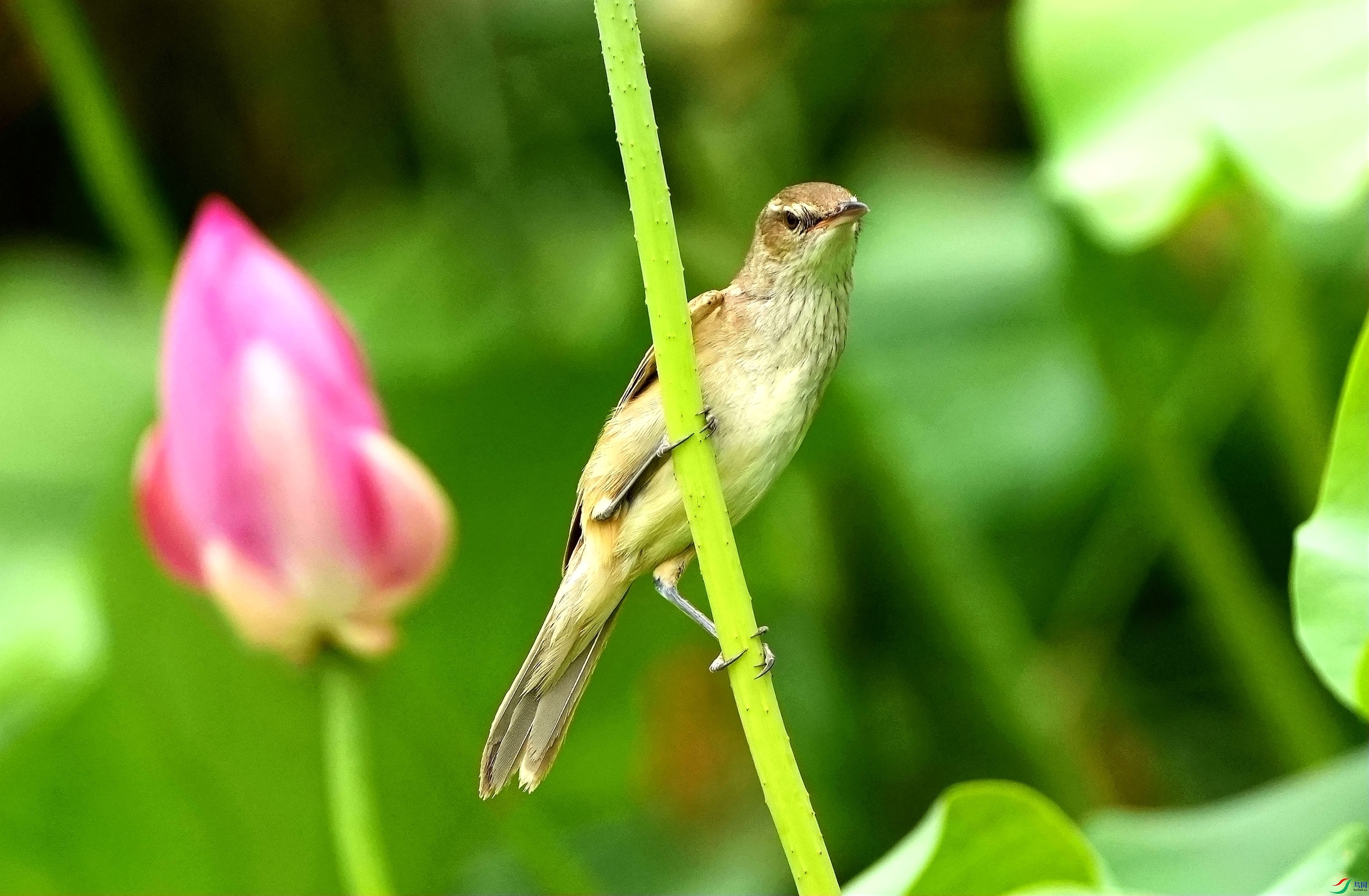 �ɻ���έݺDSC08389_����.jpg