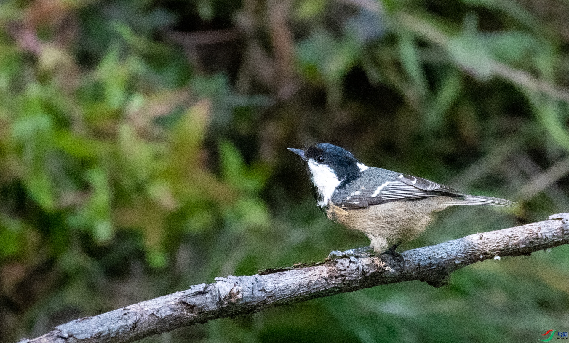 DSC_1680.jpg
