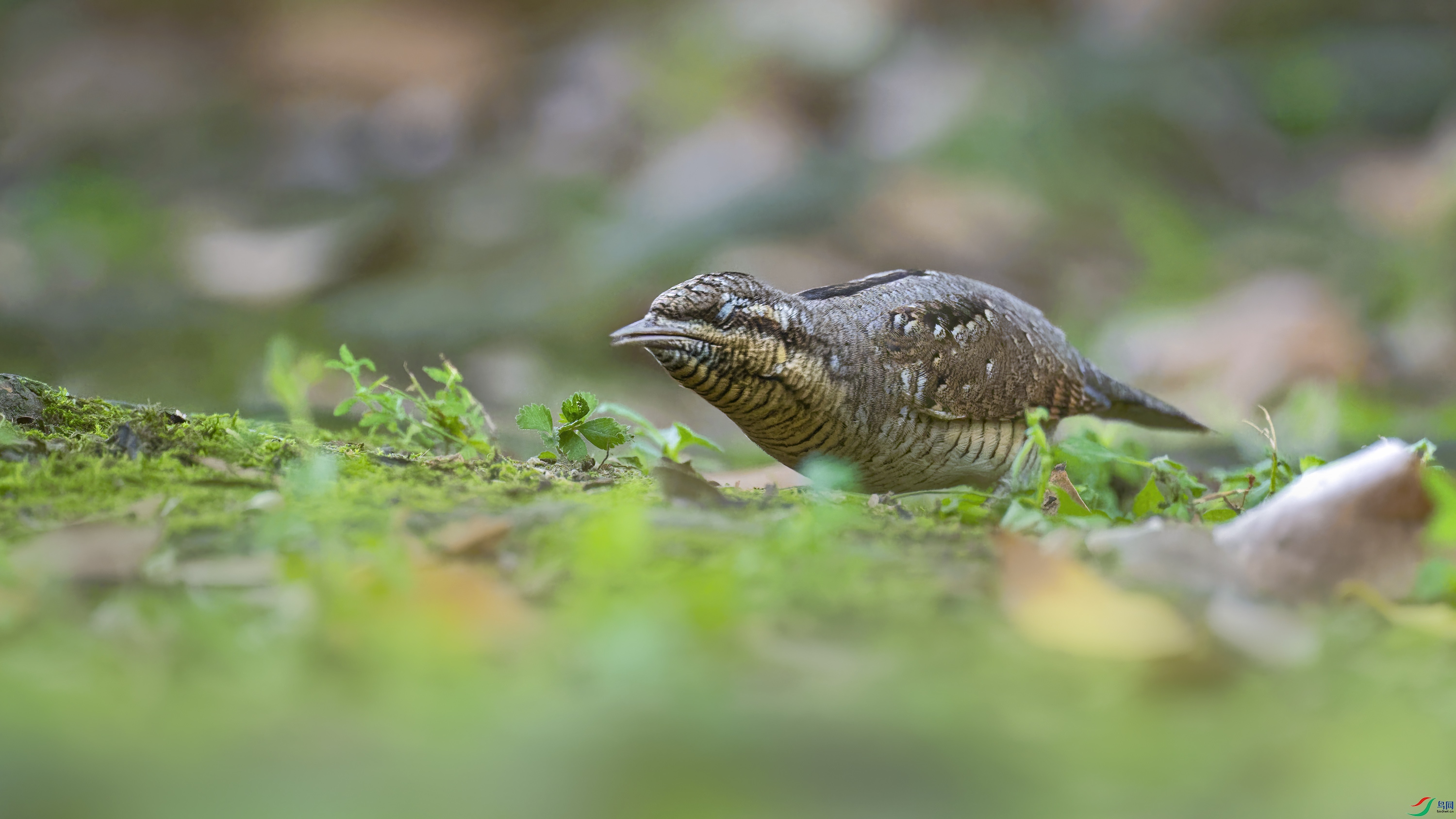 DSC_8513_DxO.jpg