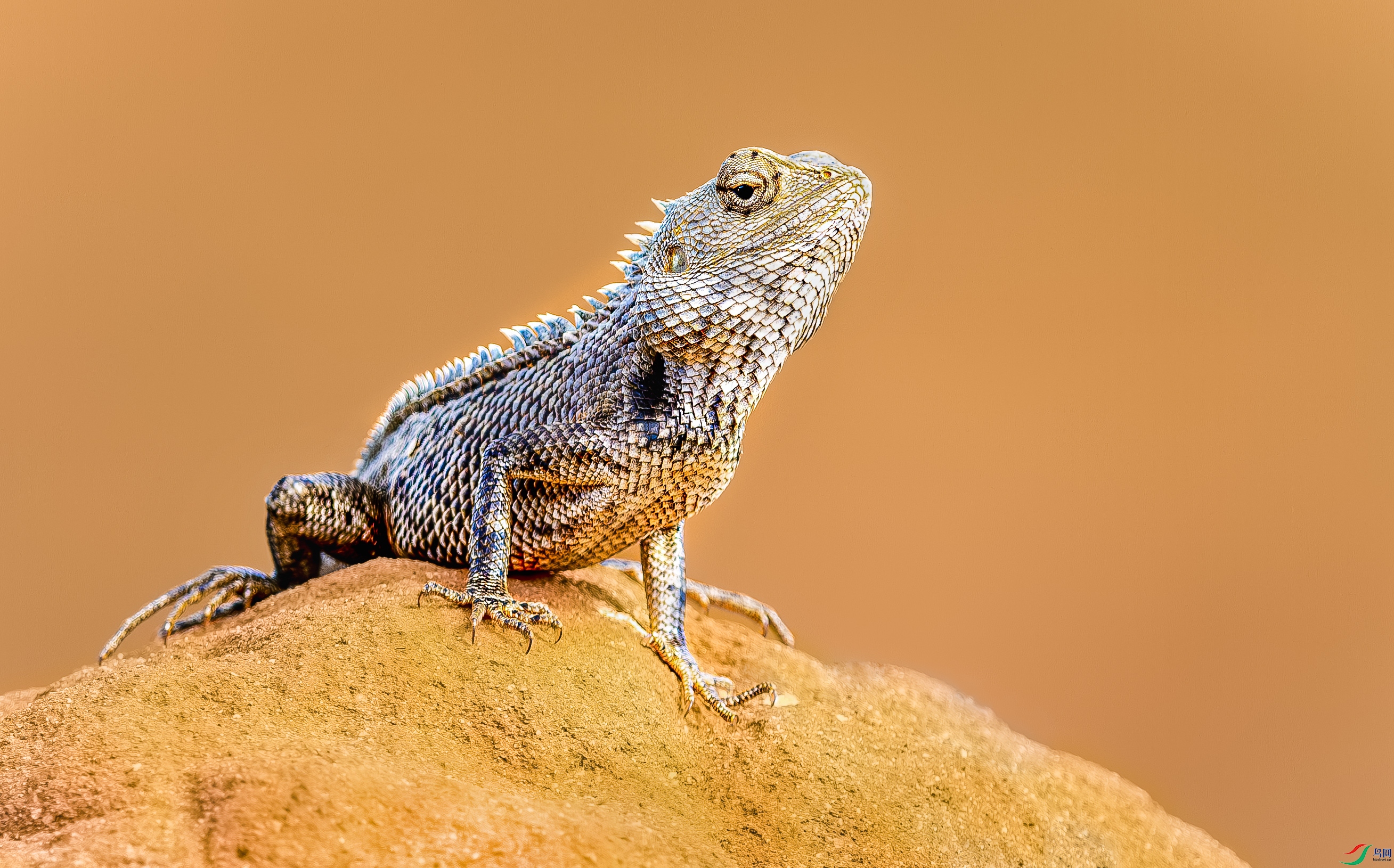 ��ɫ����