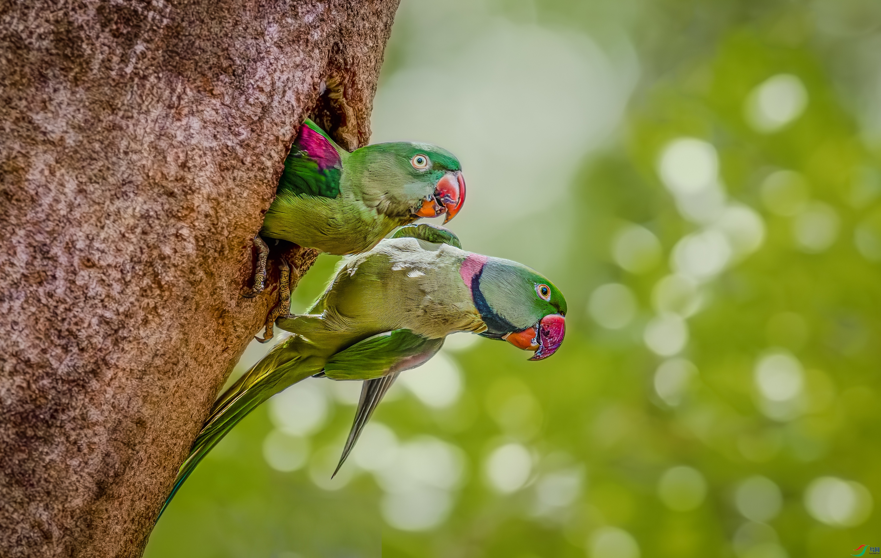 ����ɽ������