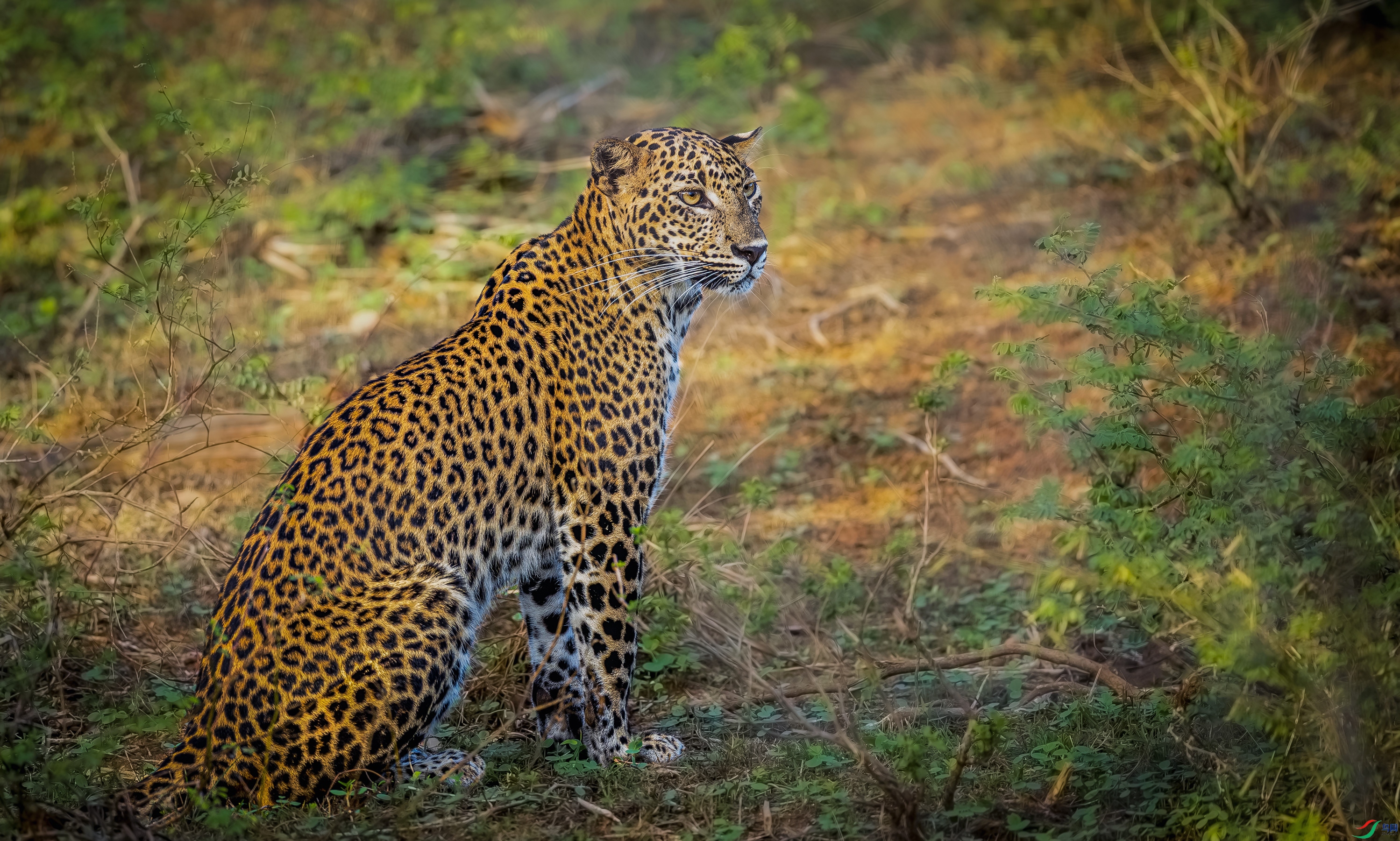 ˹��������