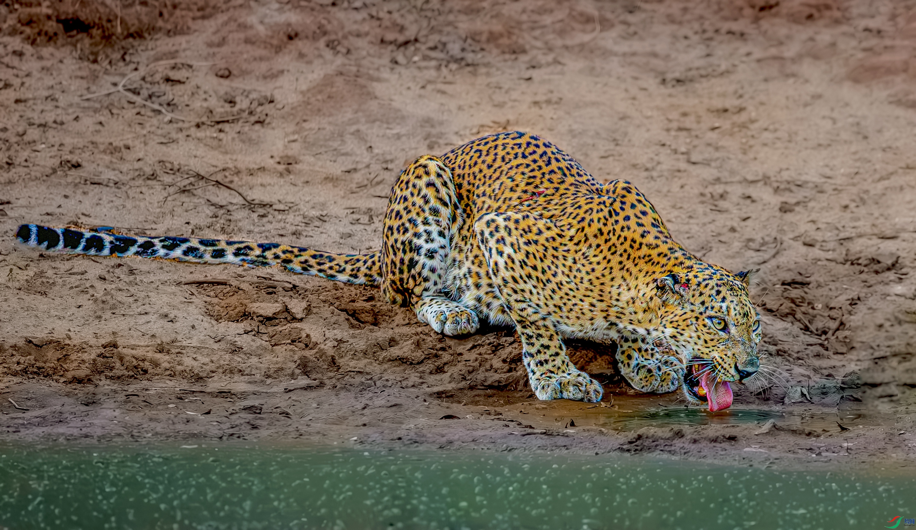 ˹��������