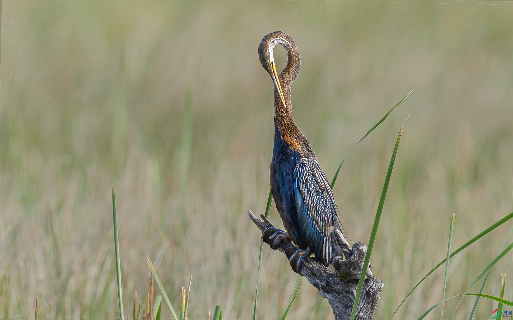 �ڸ�����