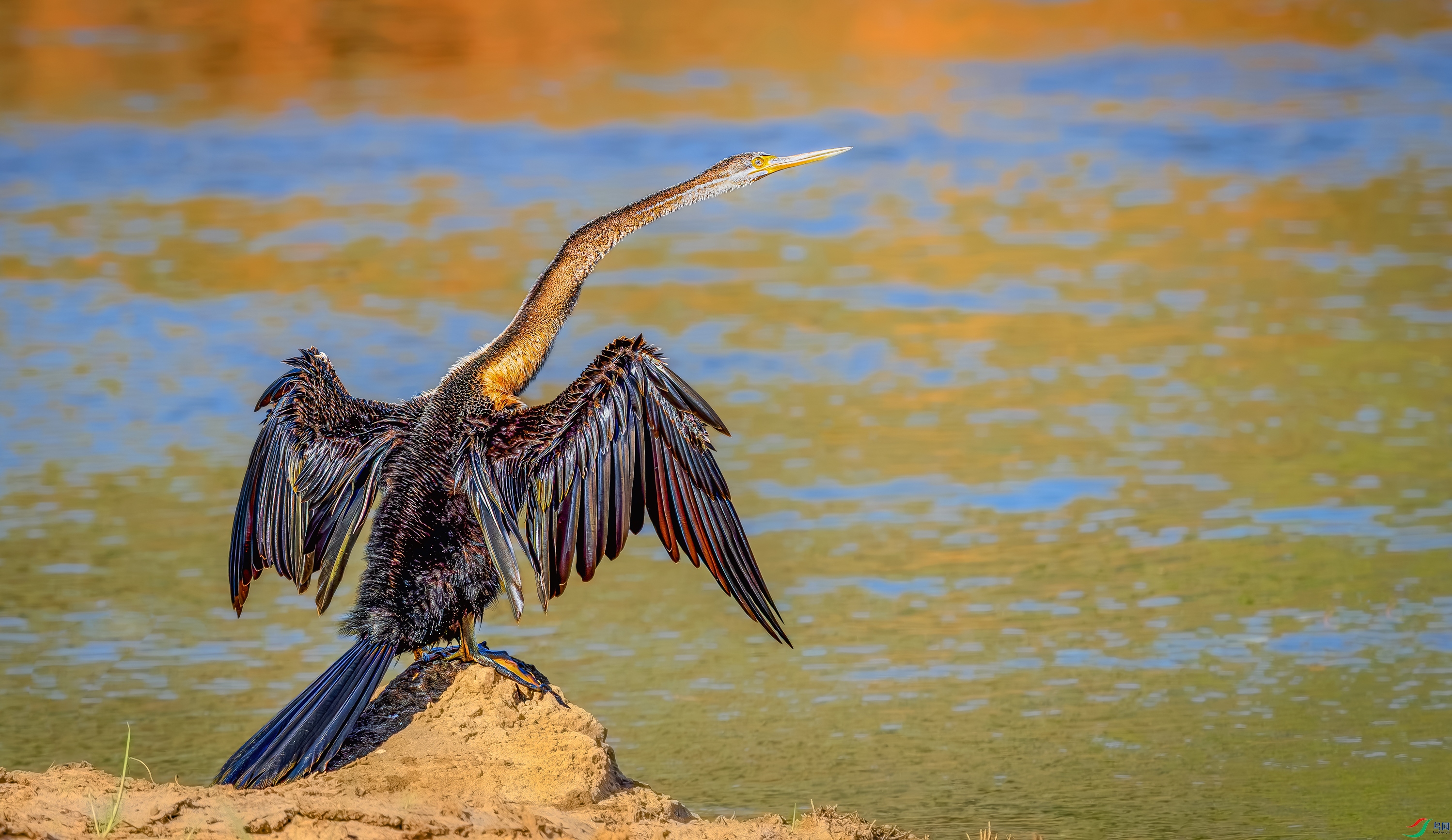 �ڸ�����