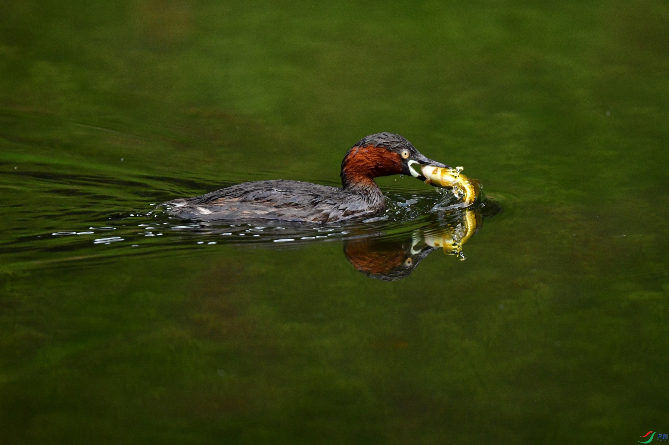 DSC_2343_��ͼ��_����3.jpg