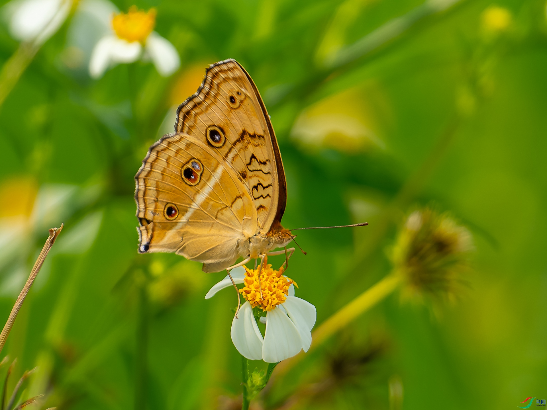 DSC03926-3.jpg