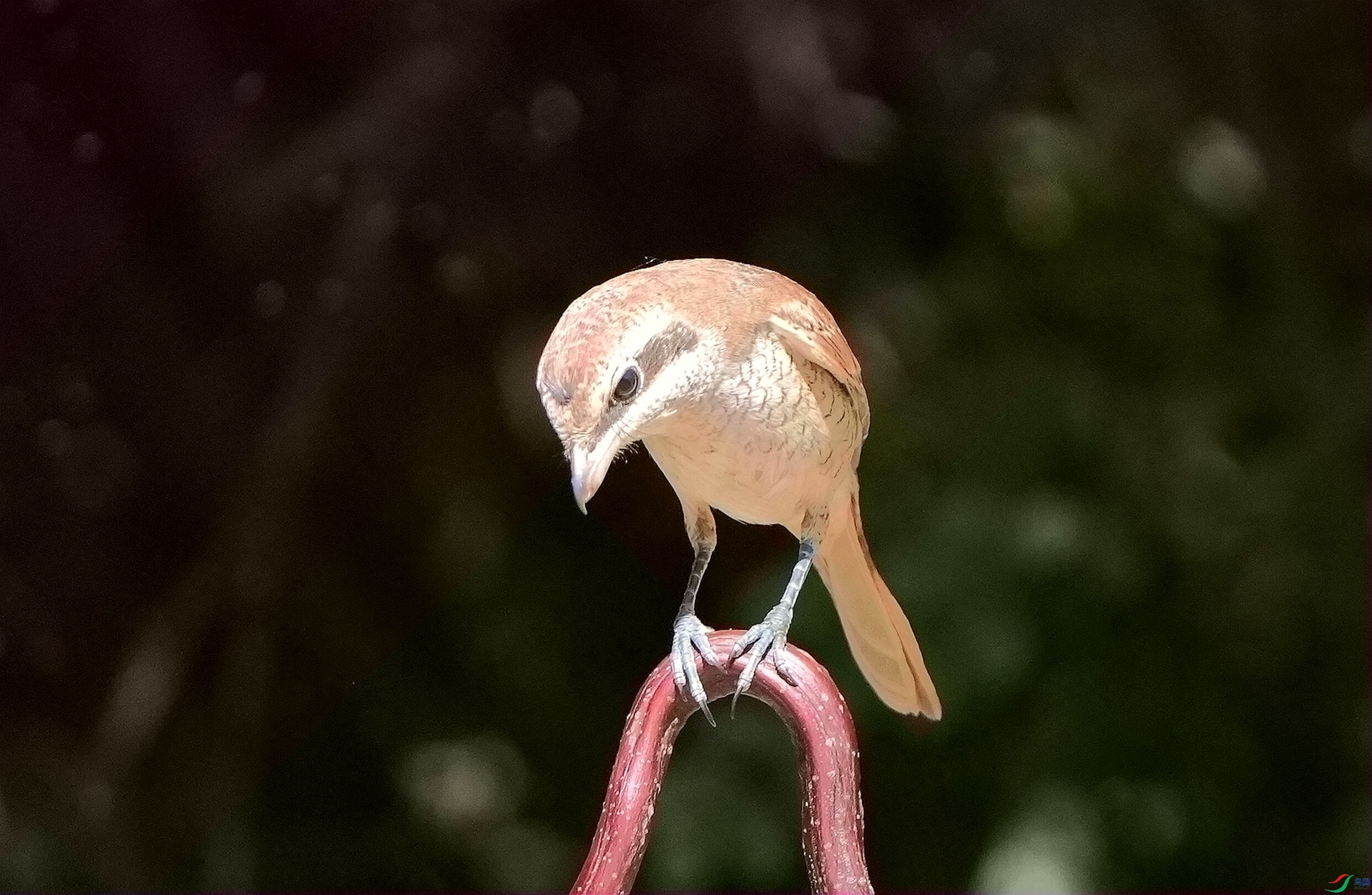 ����ʳ��DSC02545_����.jpg
