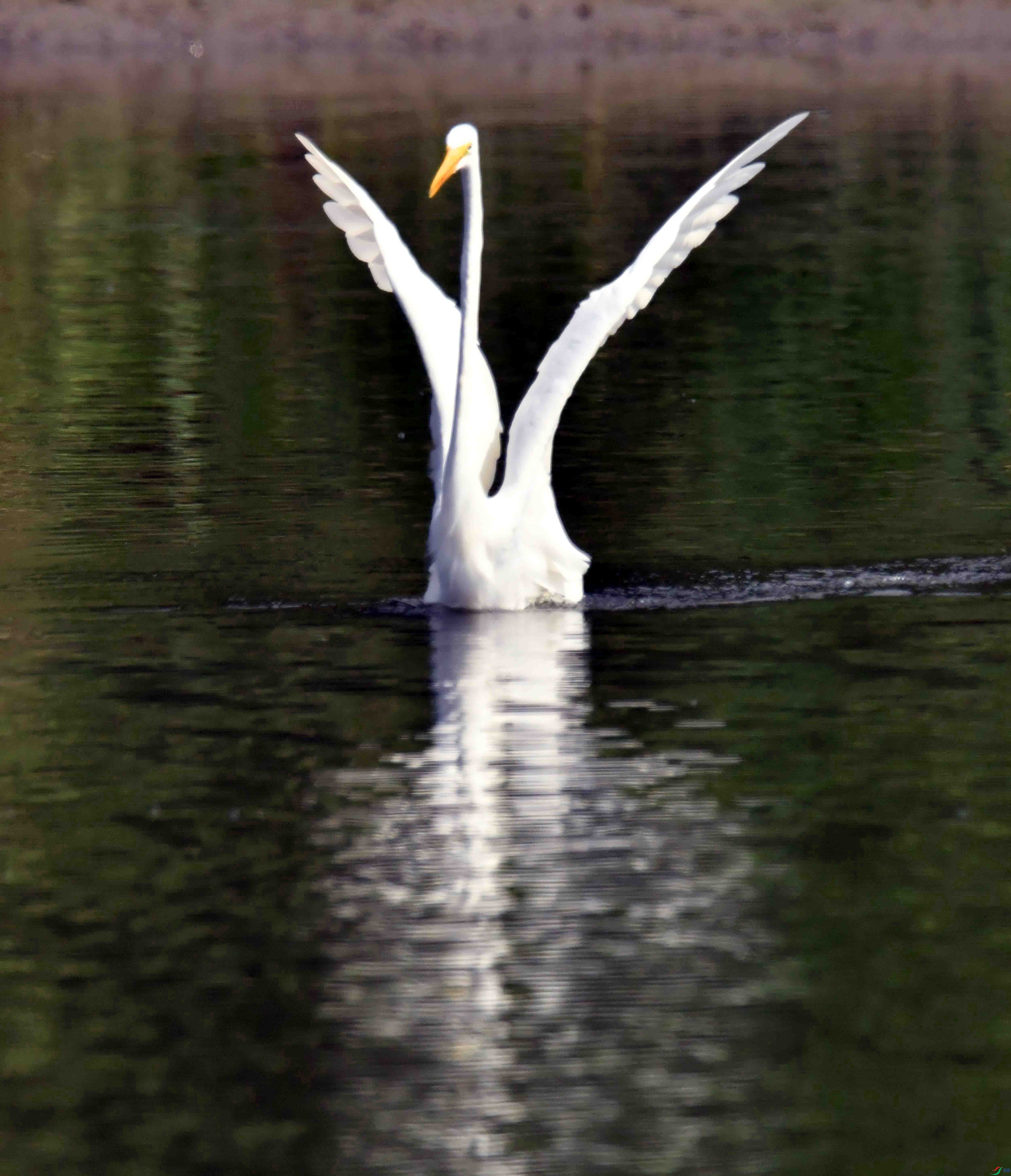 DSC_0317.JPG