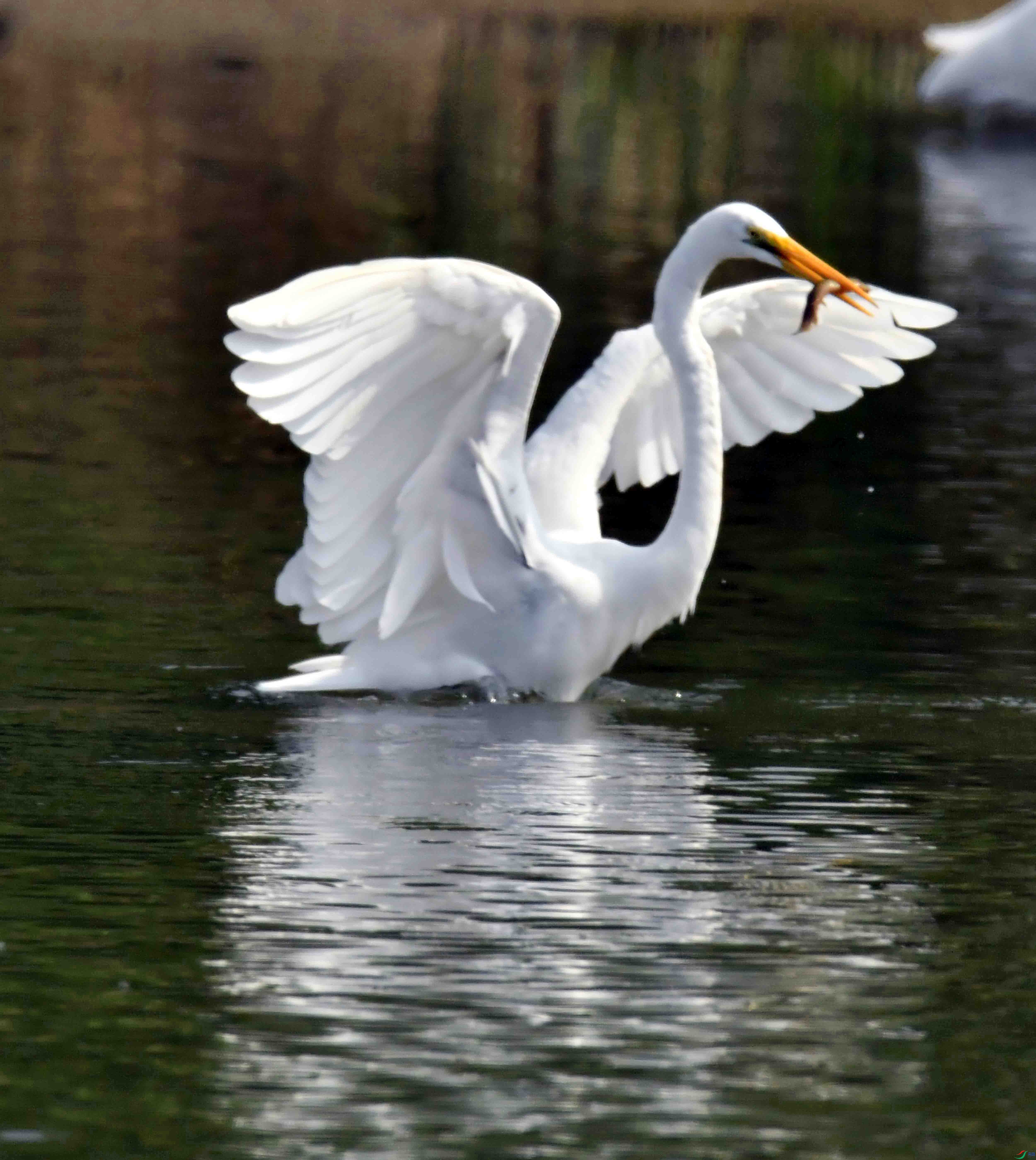DSC_0320.JPG