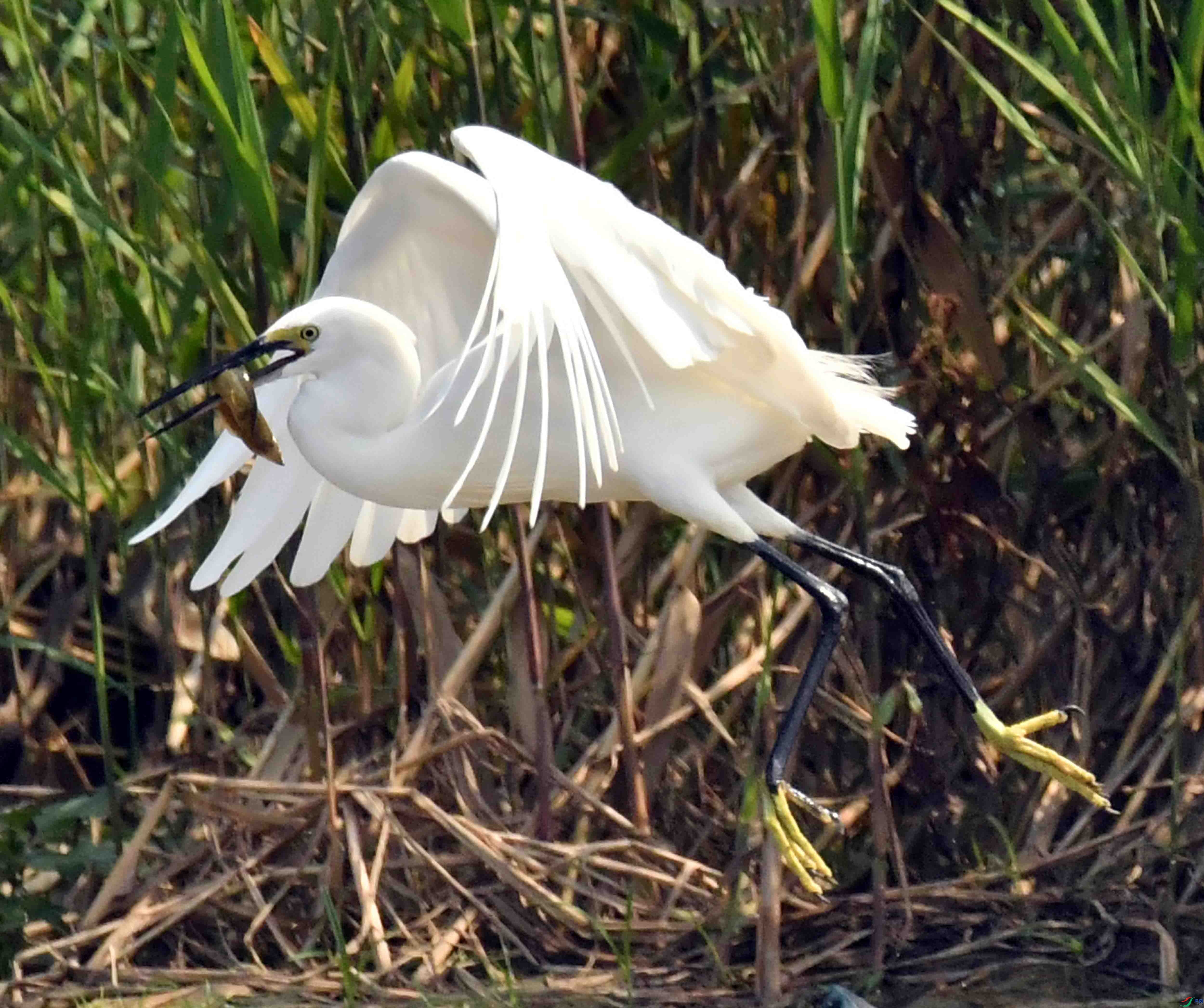 DSC_0331.JPG