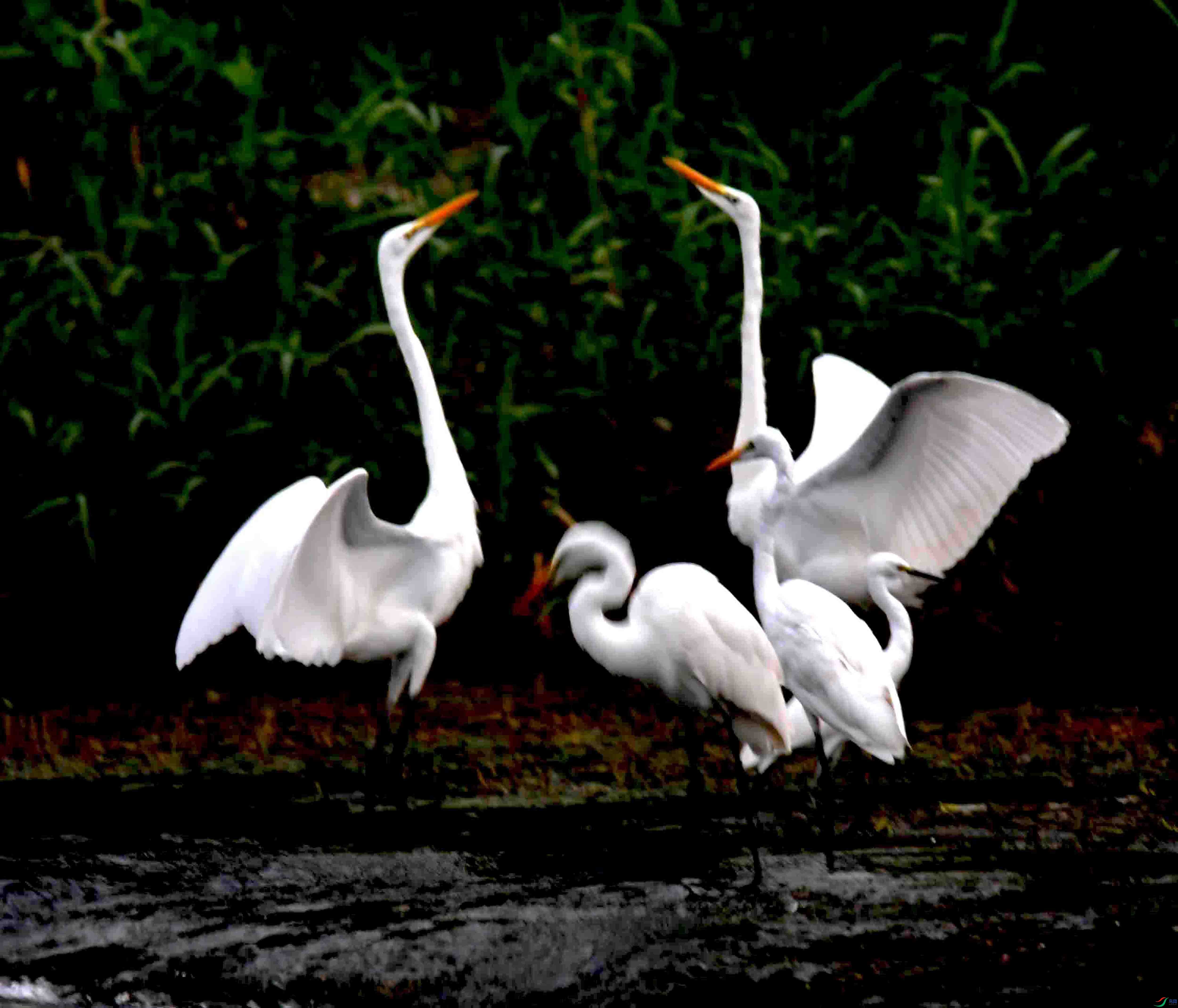 DSC_7053.JPG