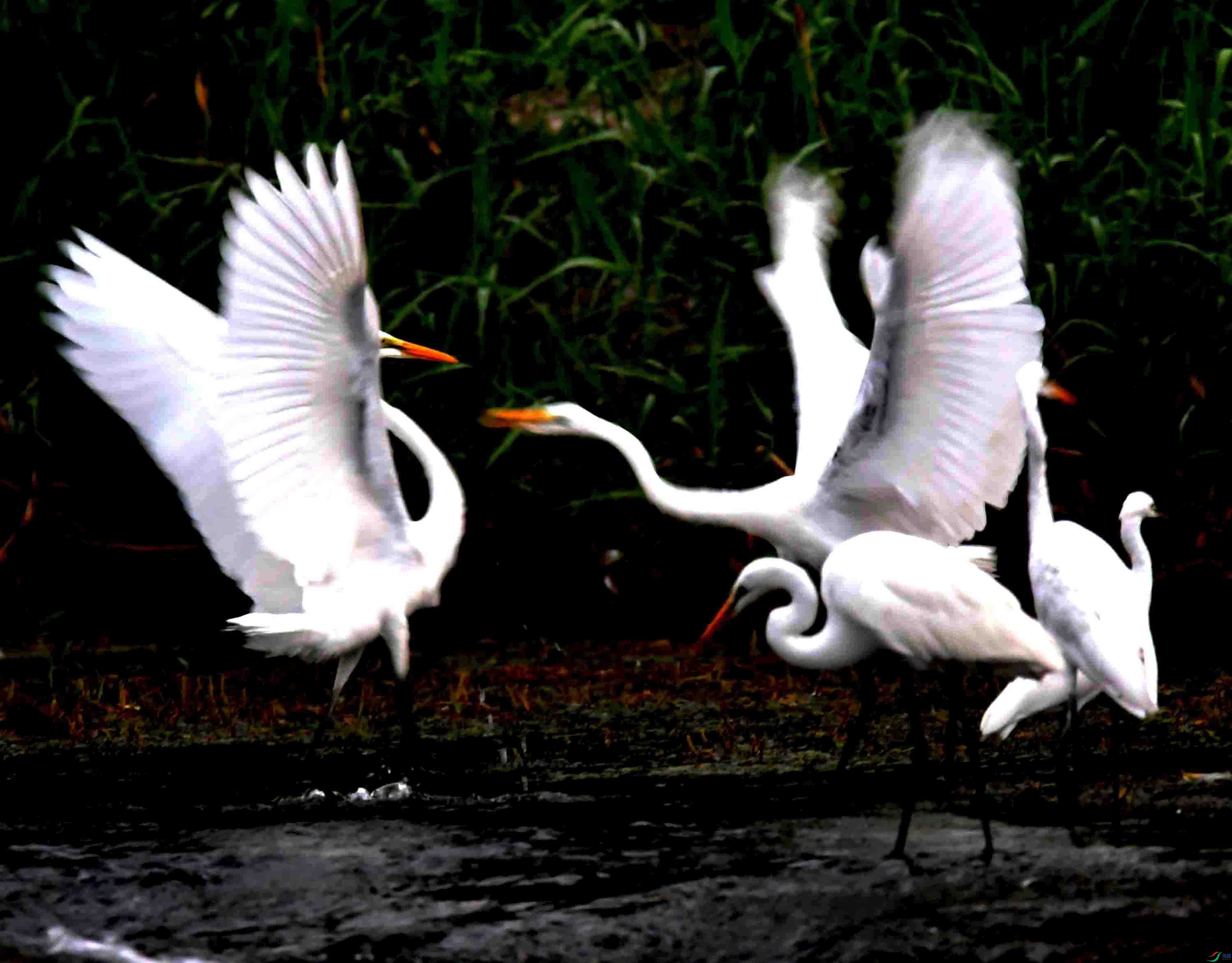 DSC_7057.JPG