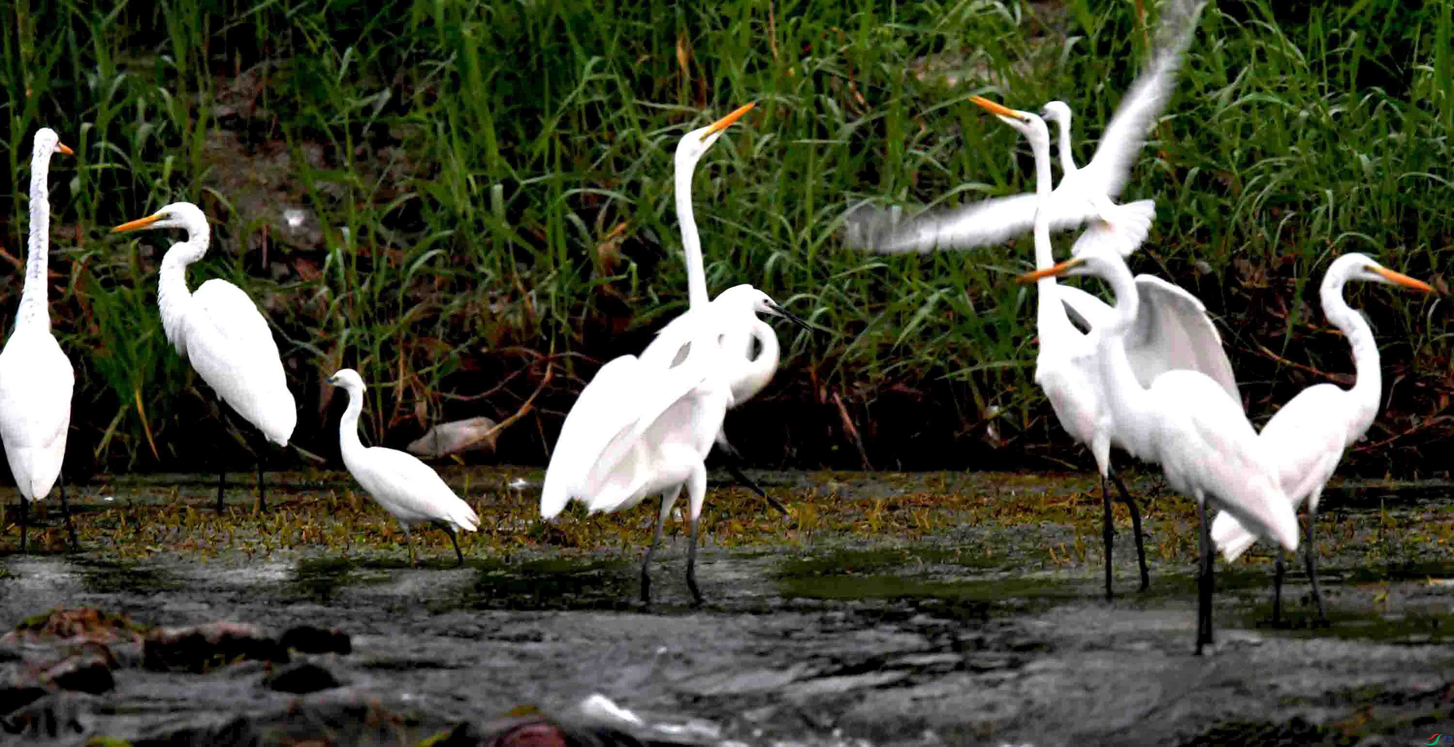 DSC_7066.JPG