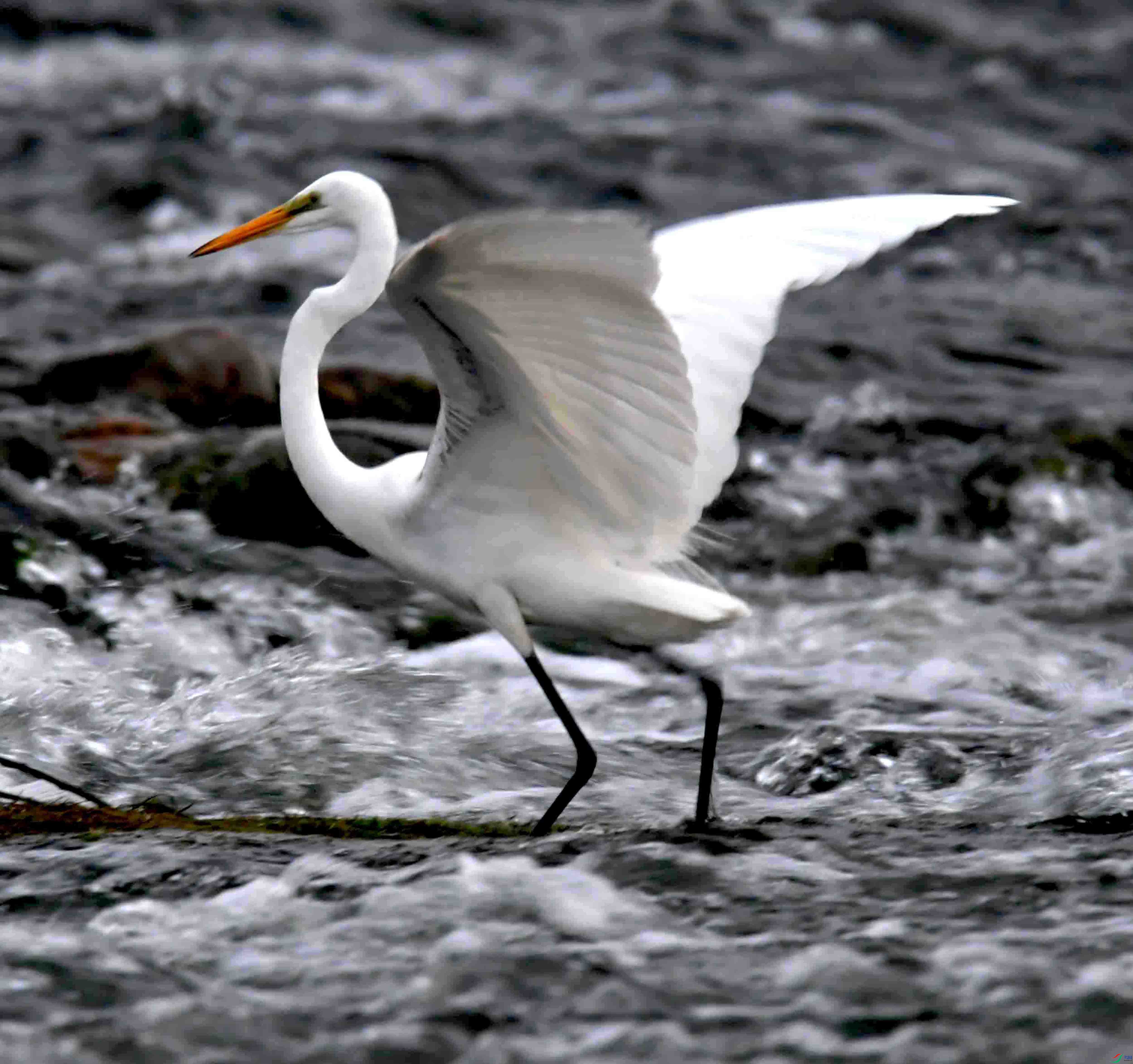 DSC_7107.JPG