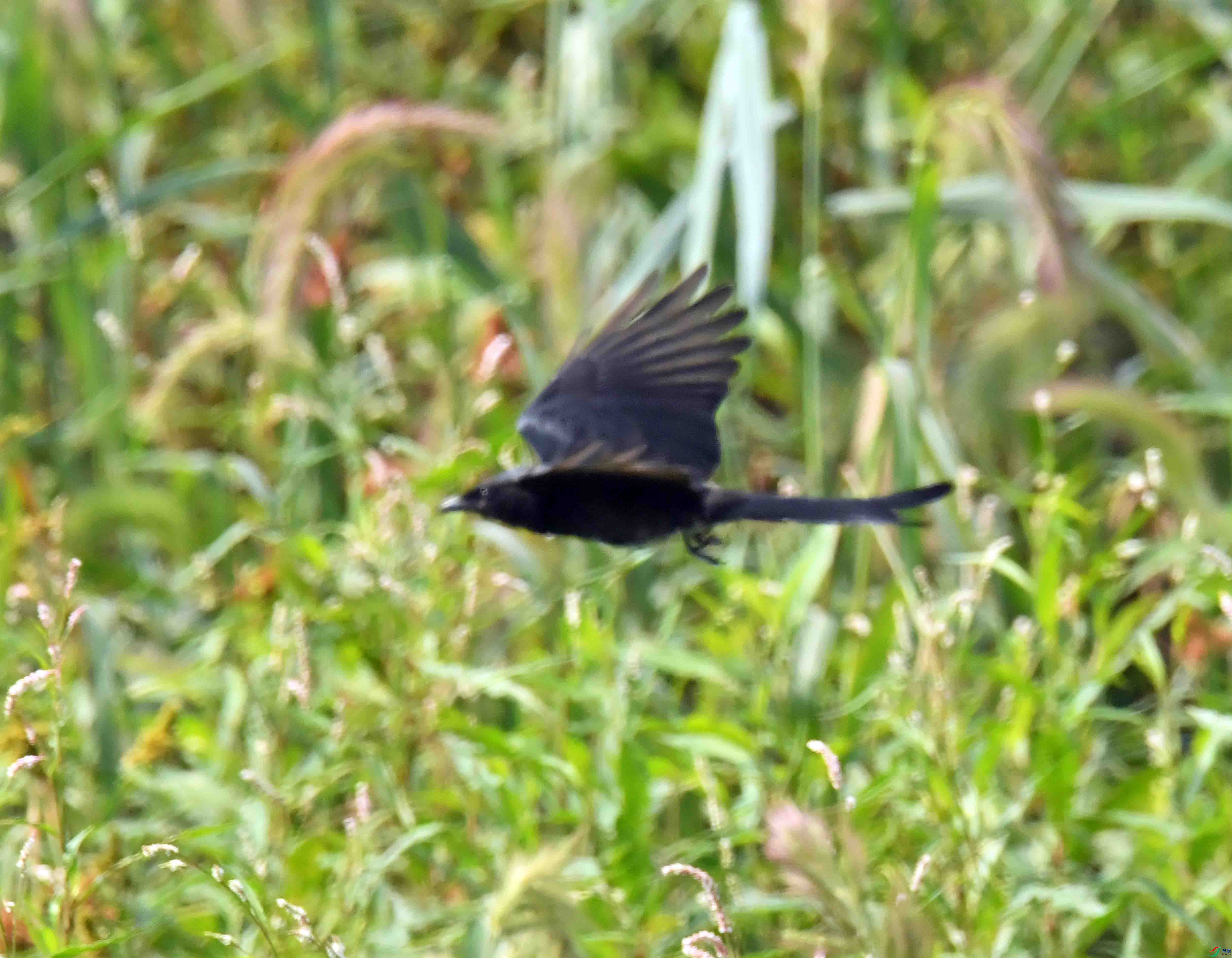 DSC_1947.JPG