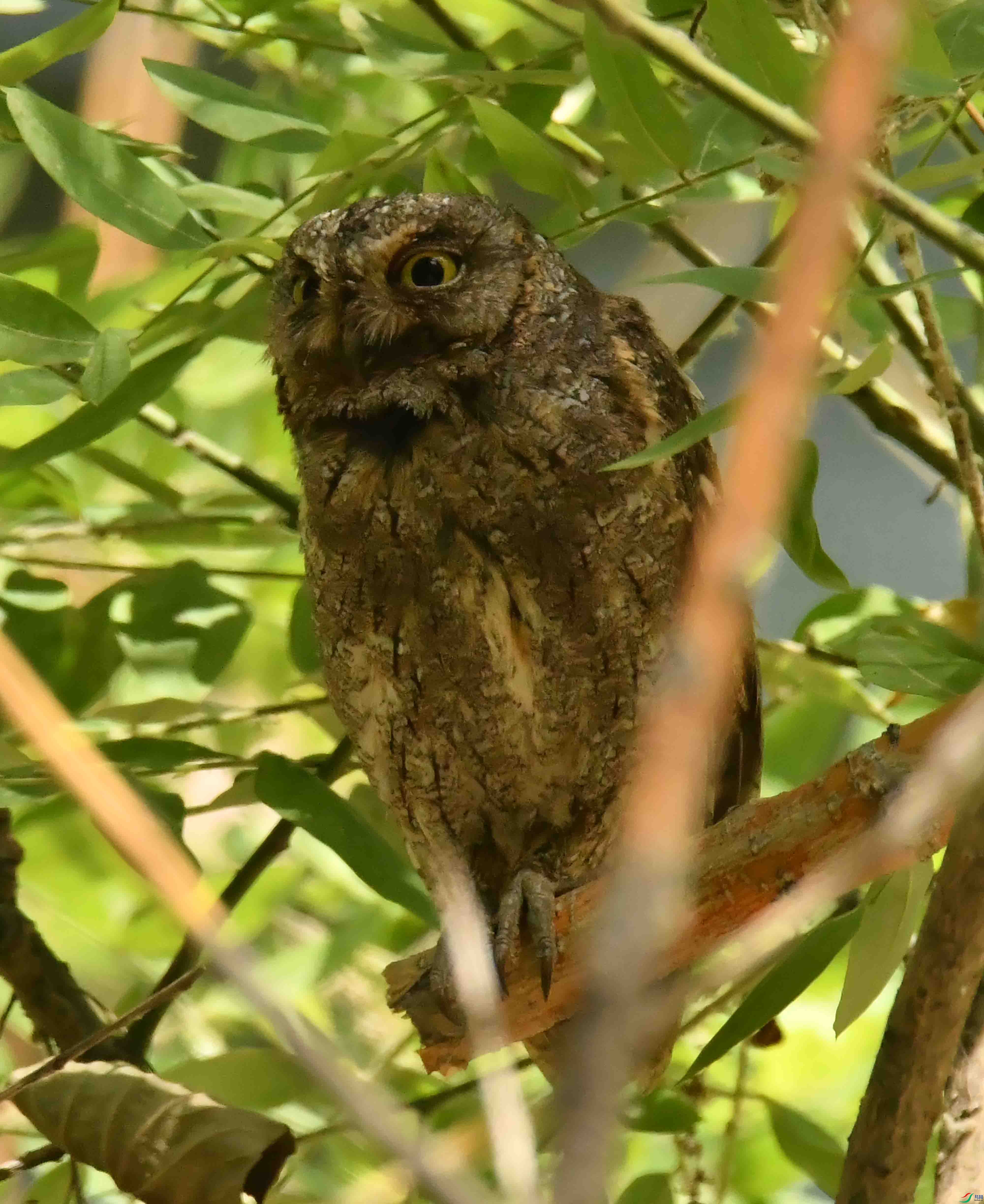 DSC_4242.JPG