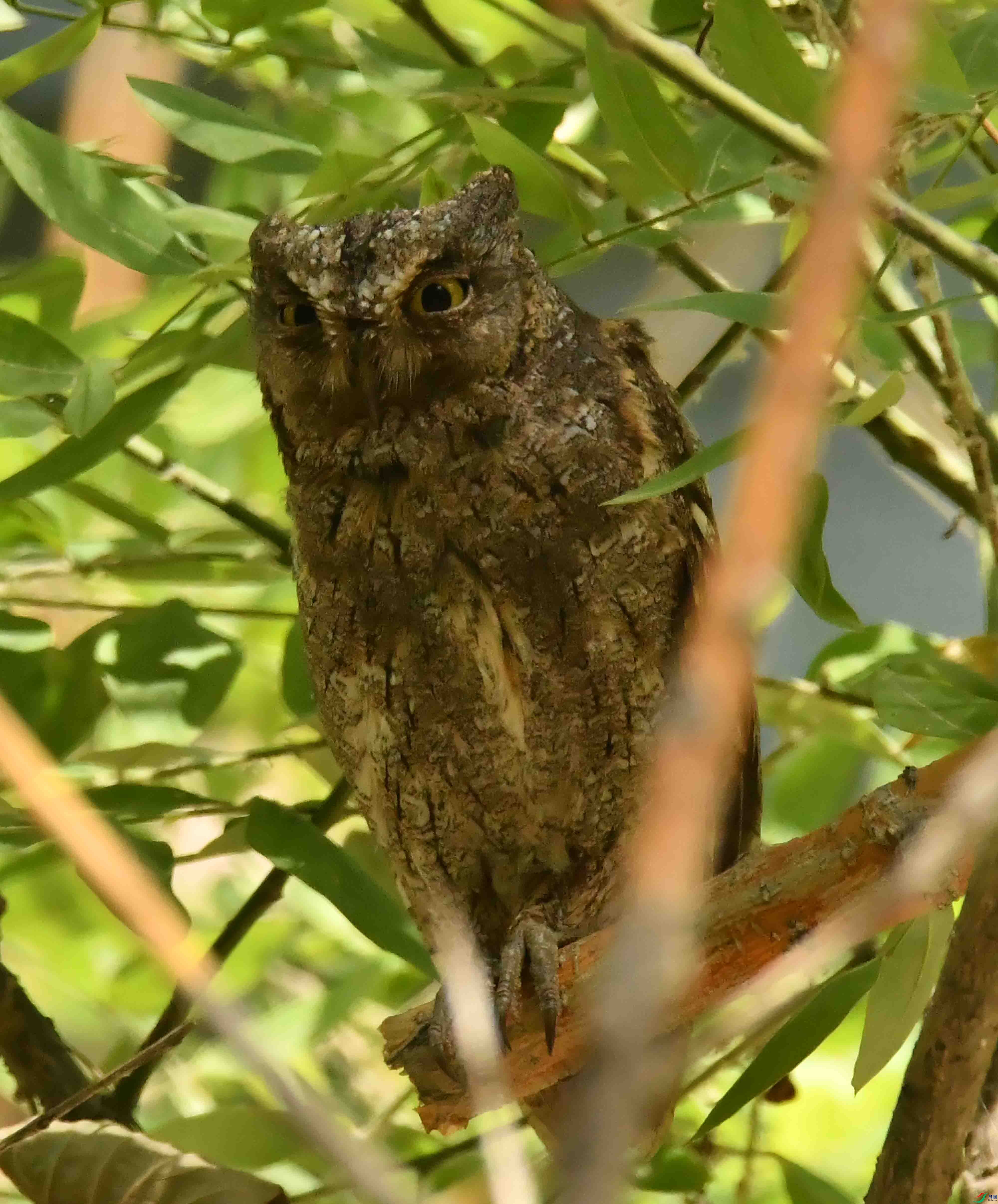 DSC_4244.JPG