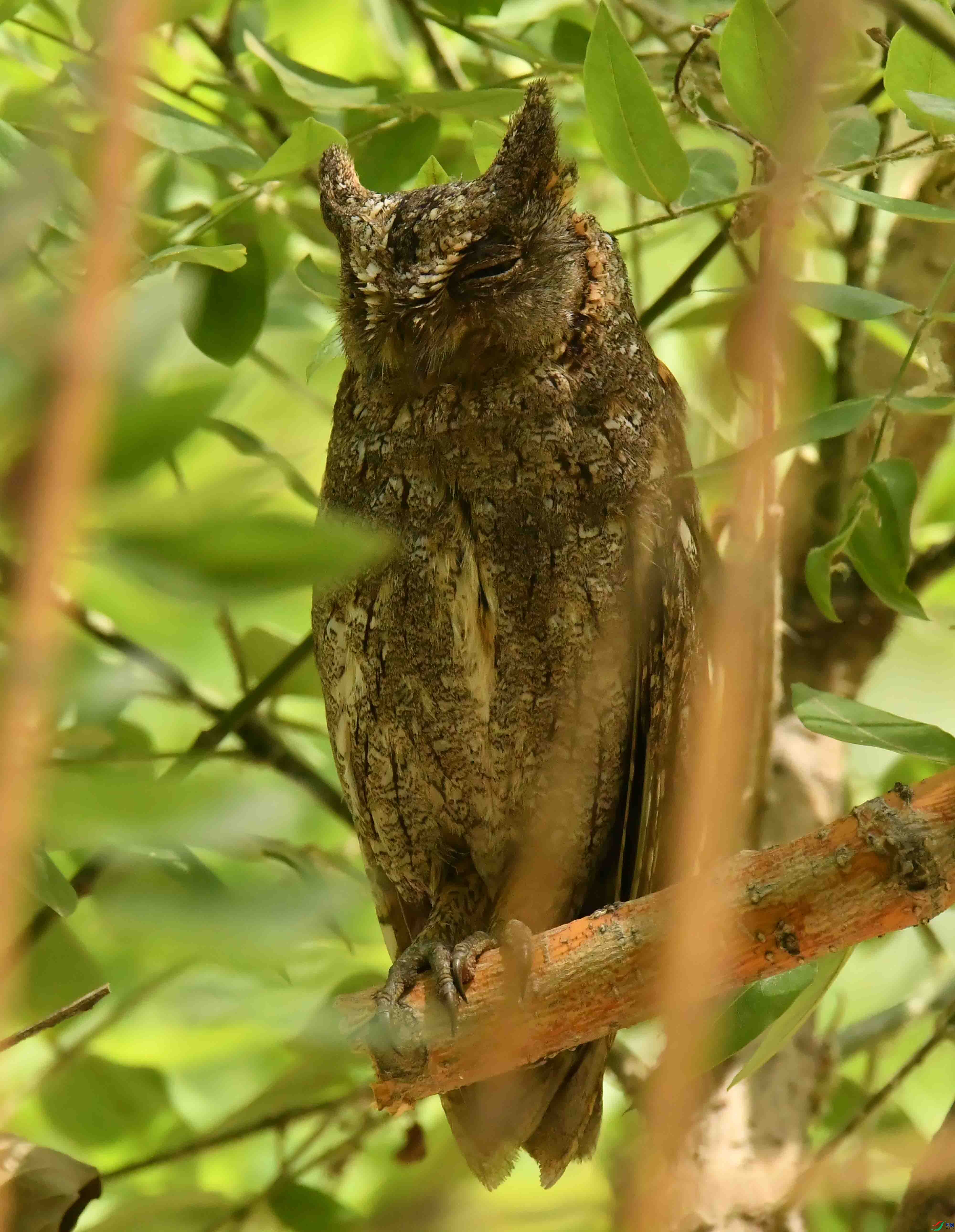 DSC_4273.JPG