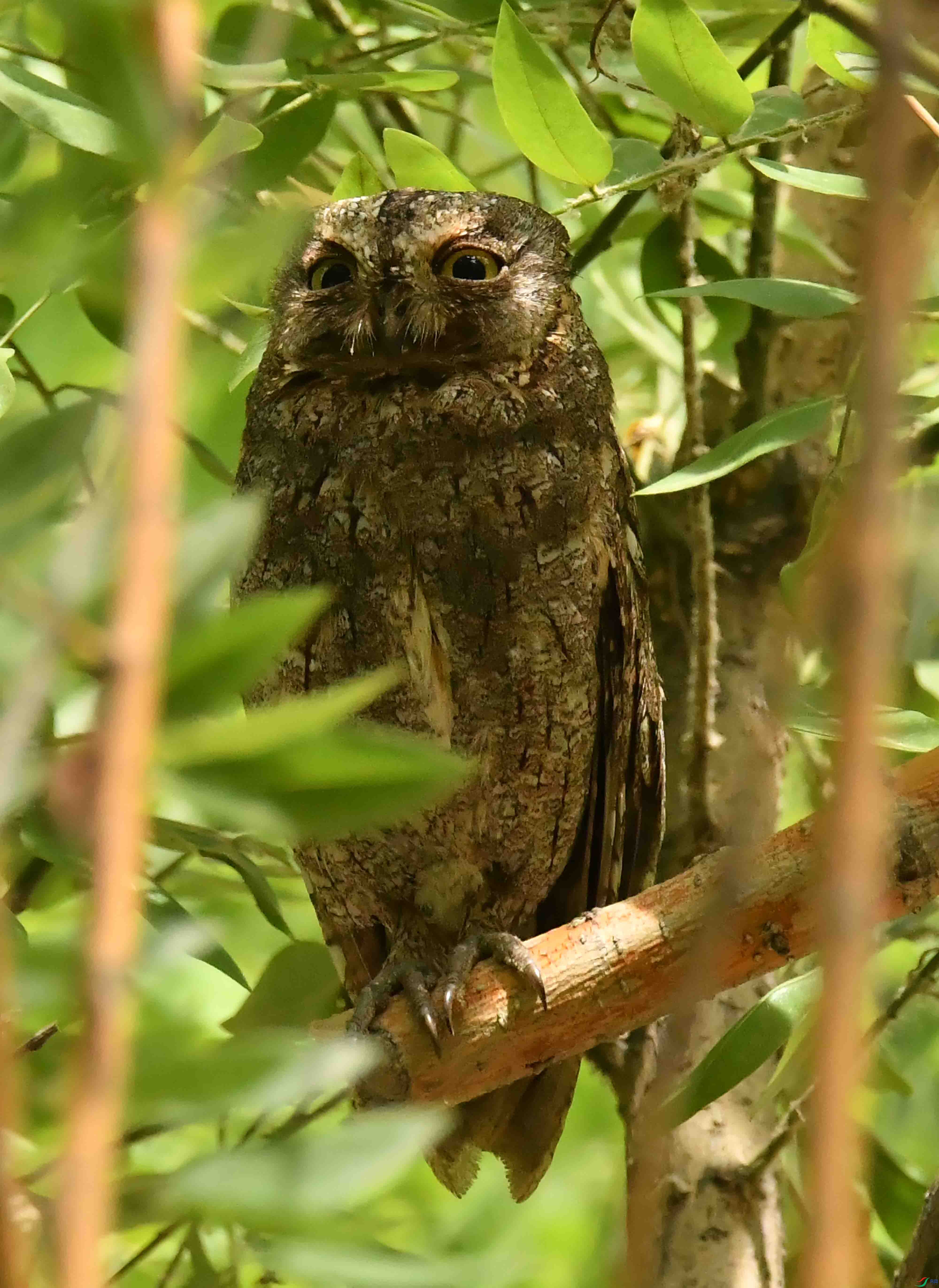 DSC_4279.JPG