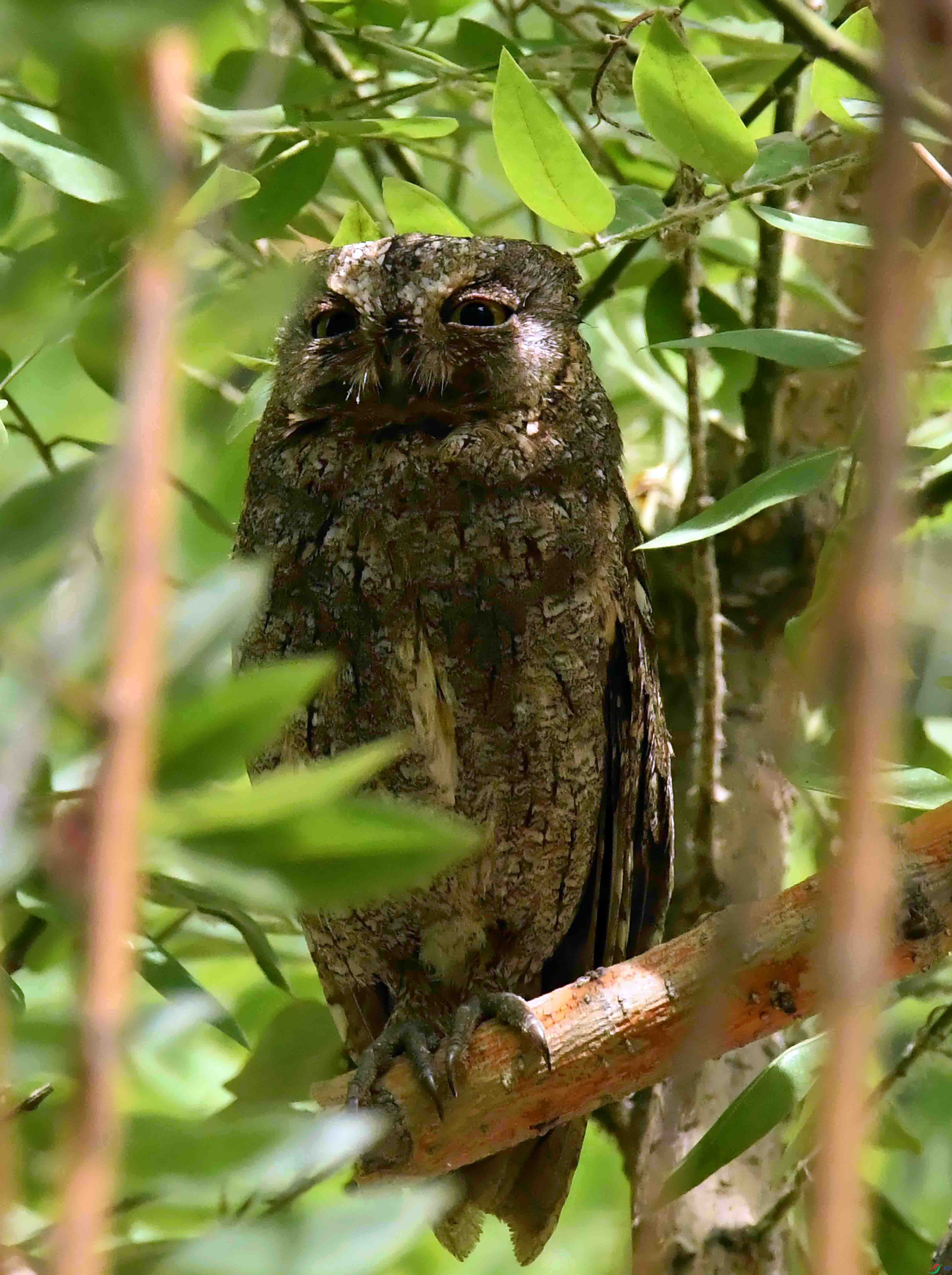 DSC_4284.JPG