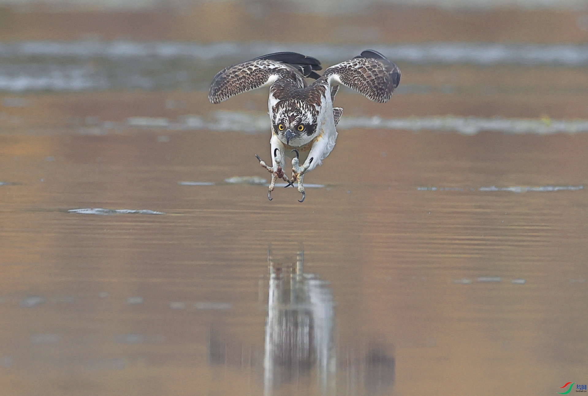 ������+<˫Ŀ�����צ�繳>+ľ�ӽ�