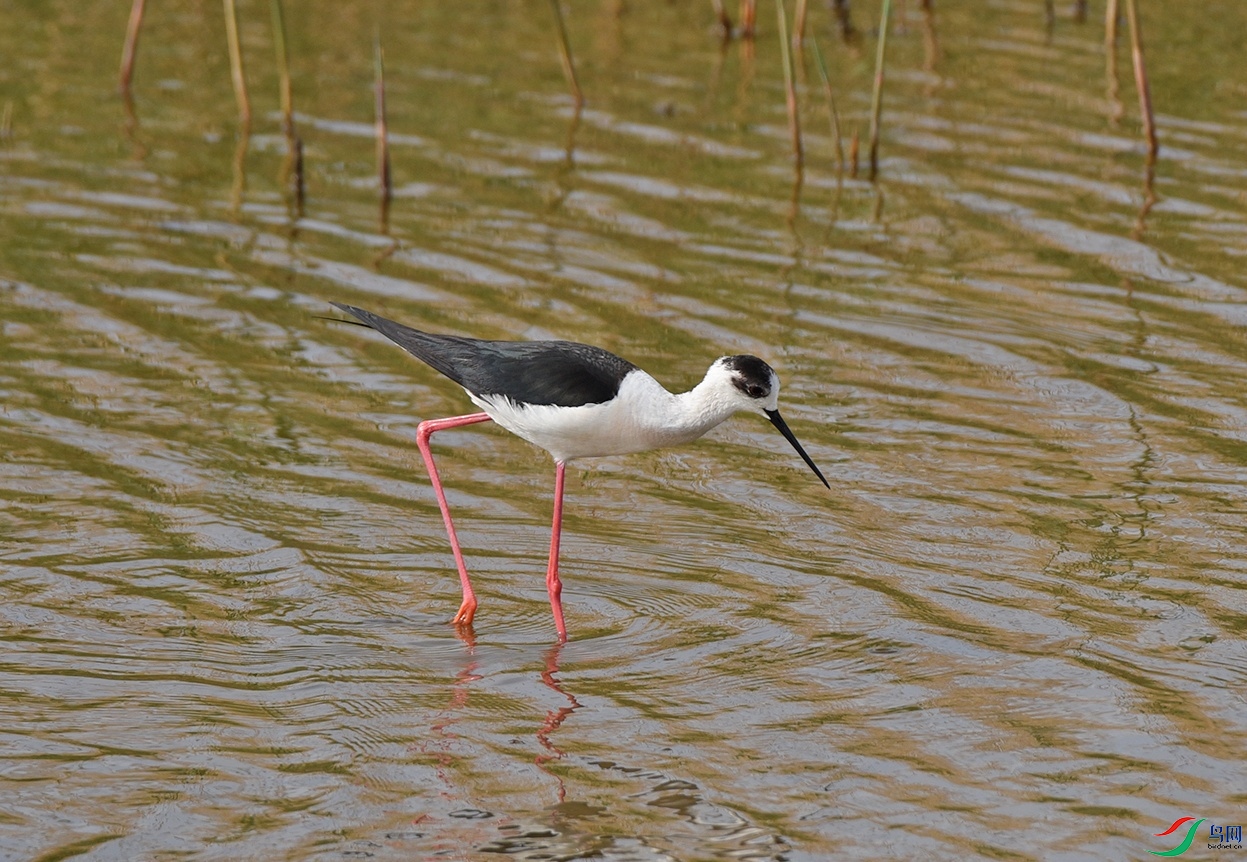 DSC_2631.jpg