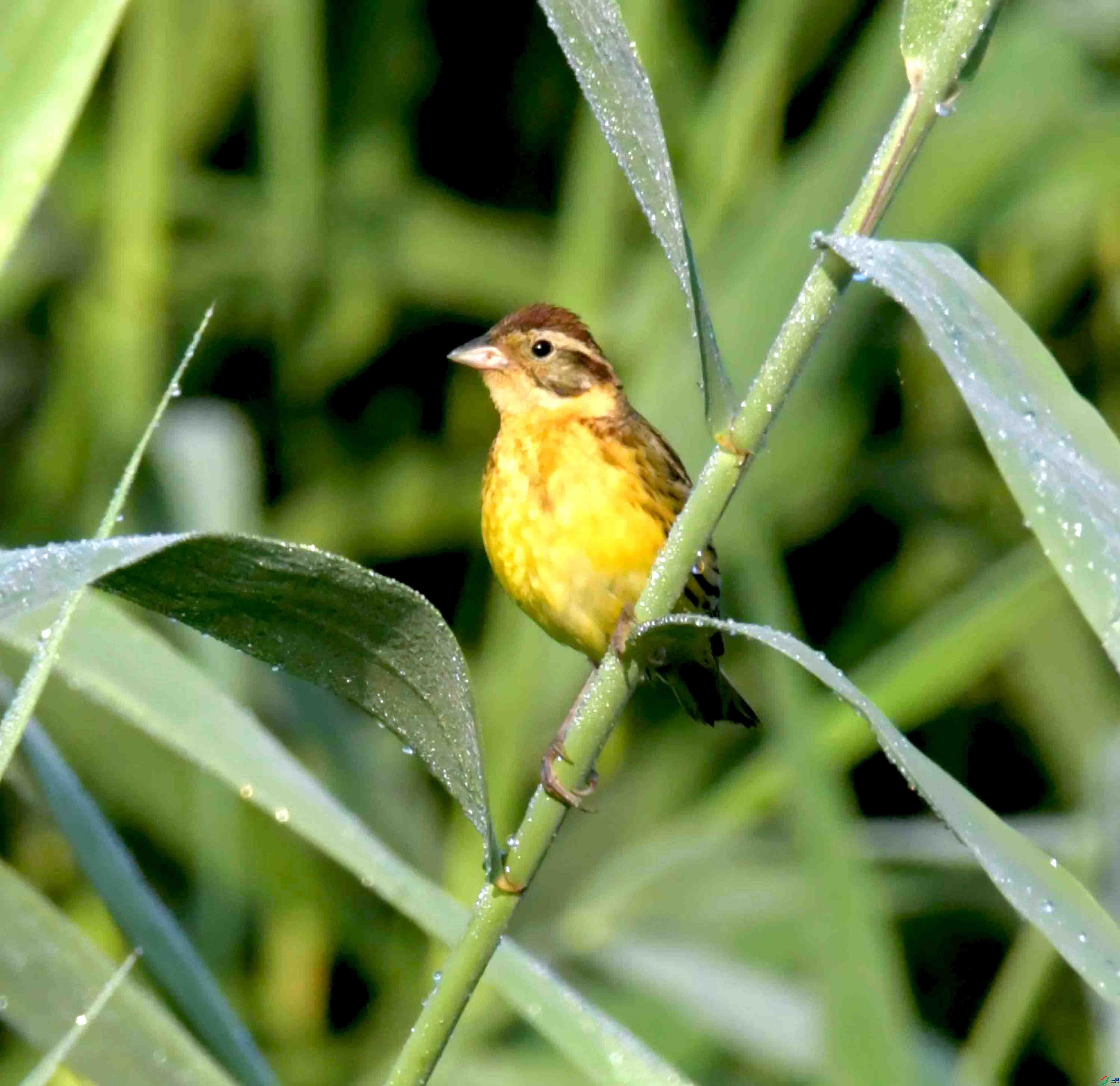 DSC_3246.JPG