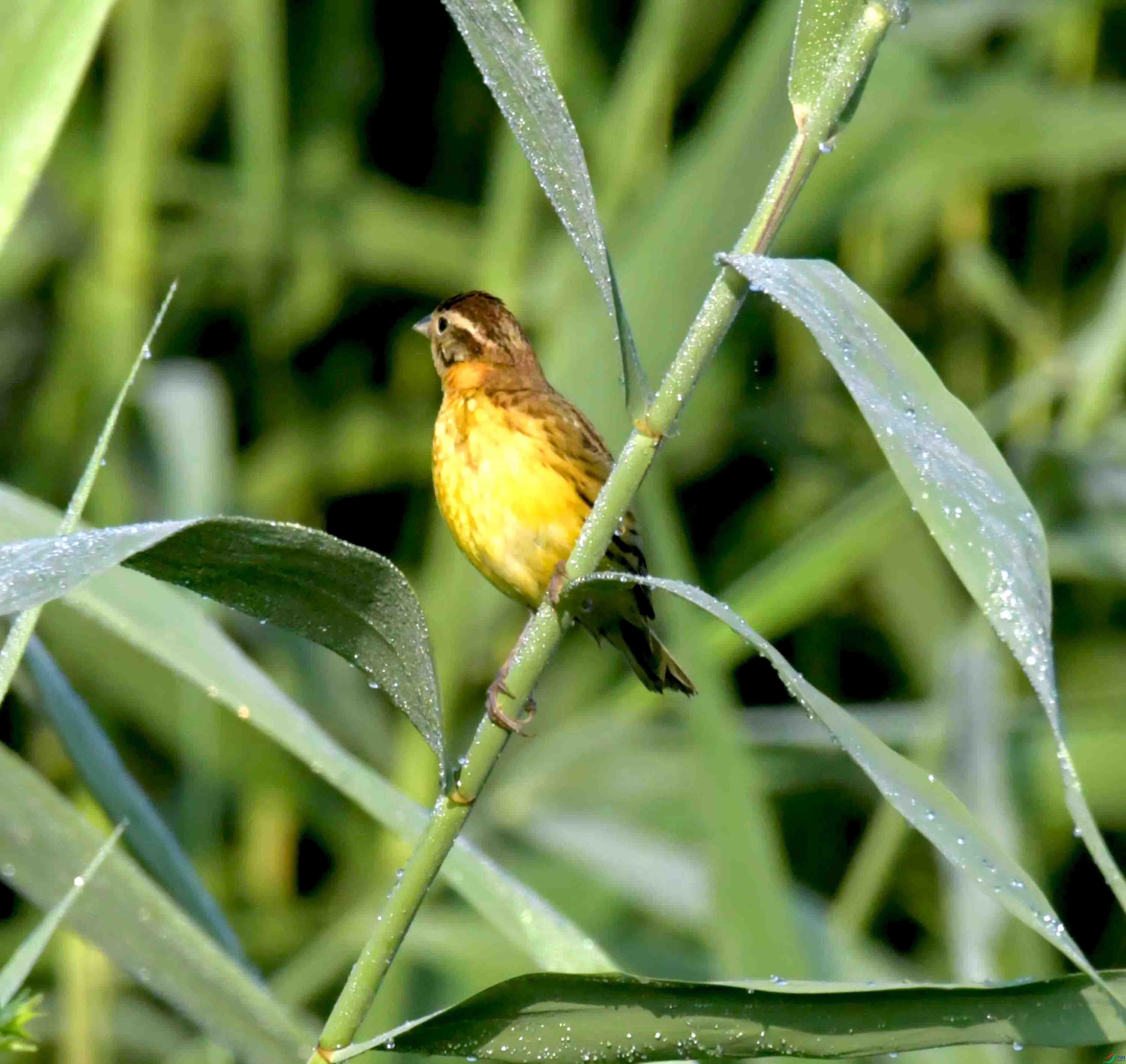 DSC_3263.JPG