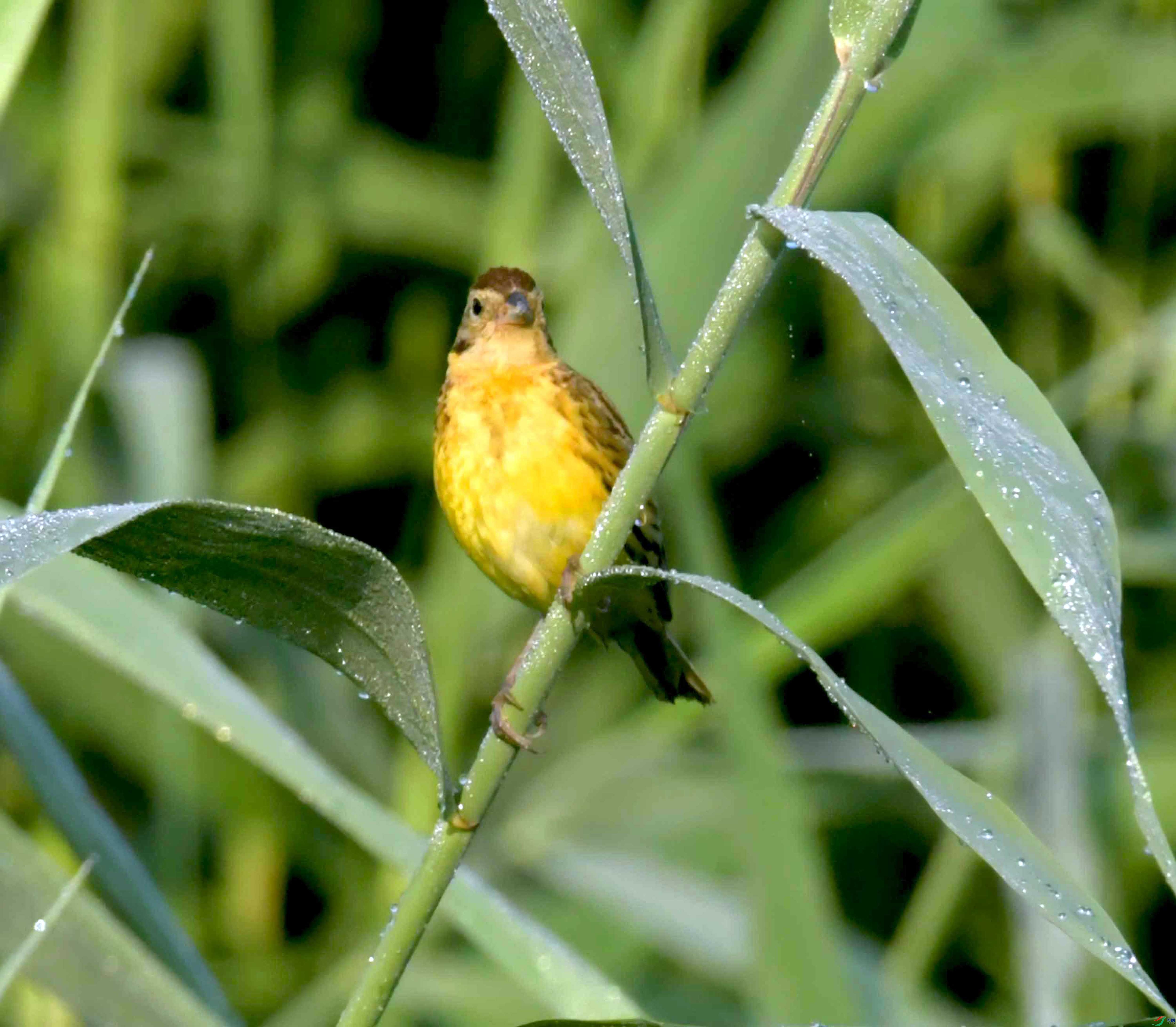 DSC_3265.JPG