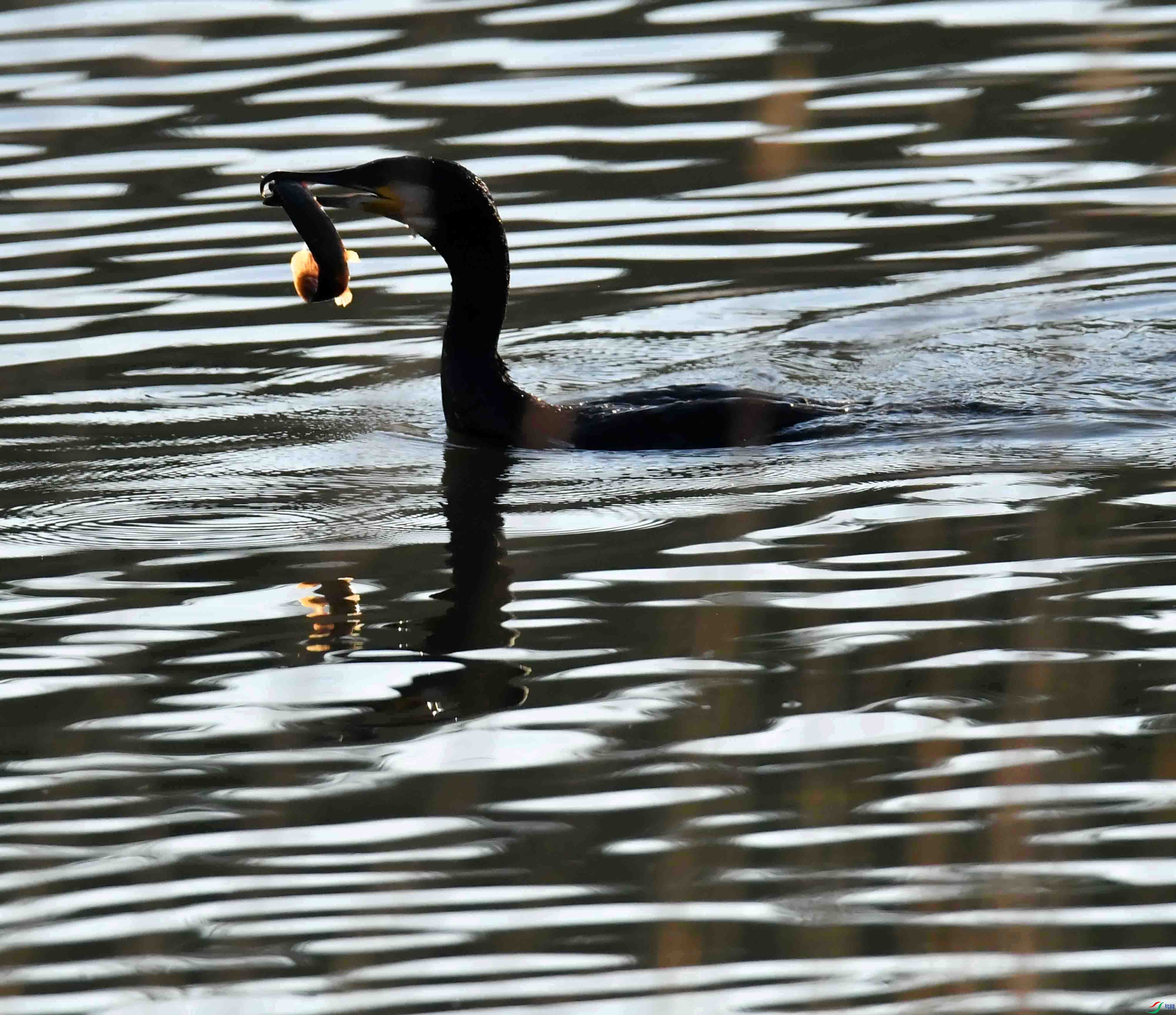 DSC_0039.JPG