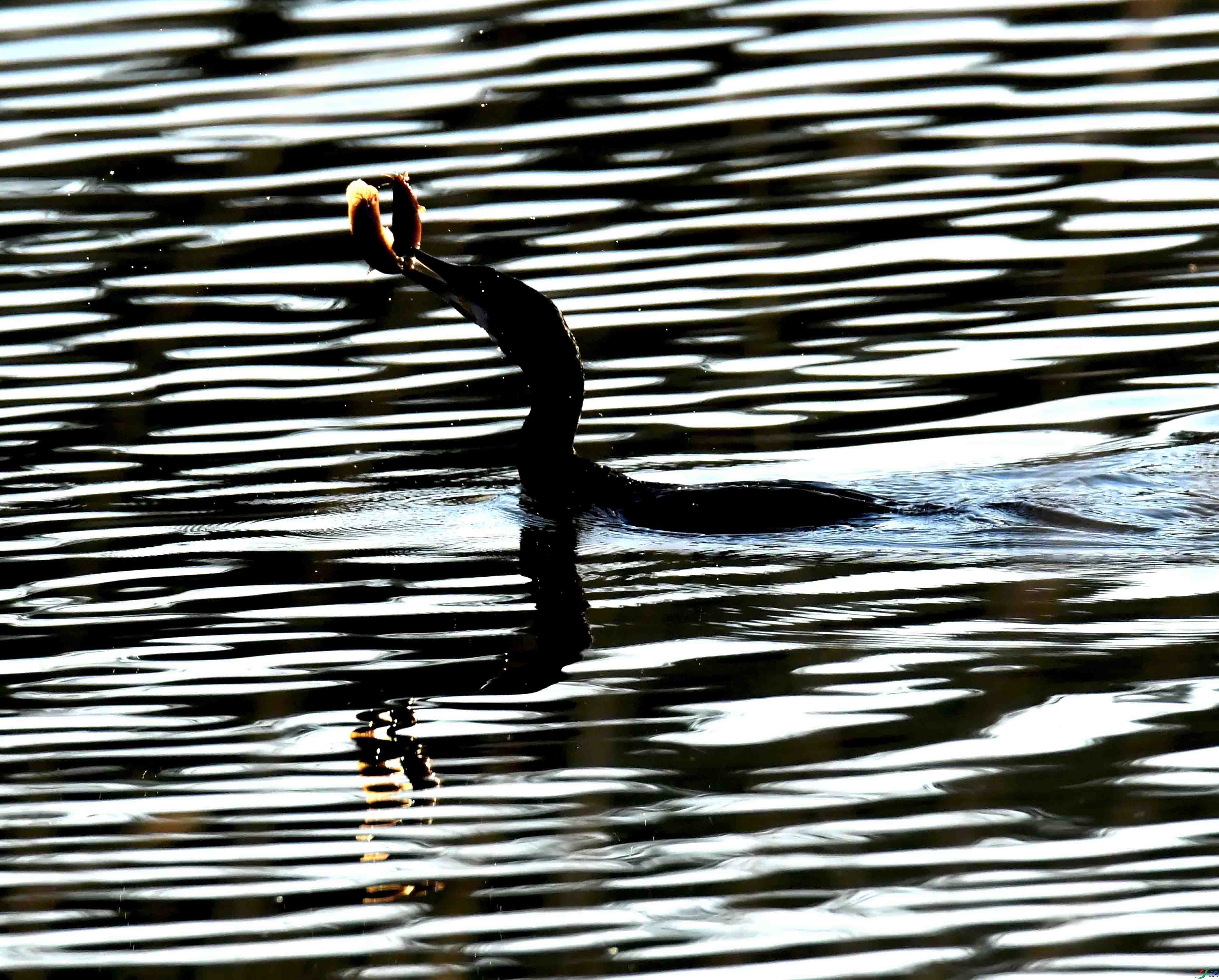 DSC_0043.JPG