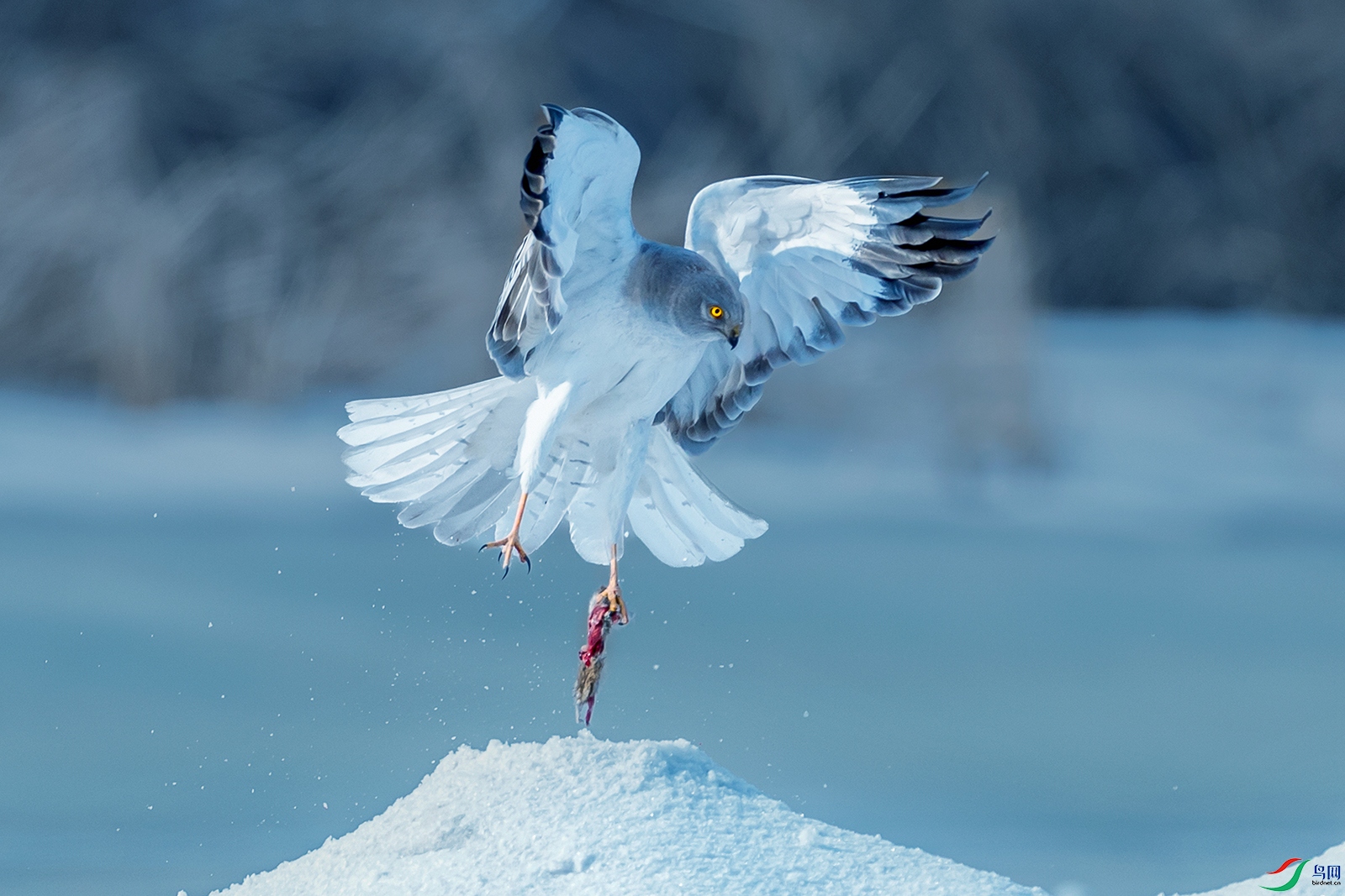 ��β��----��צն˶��