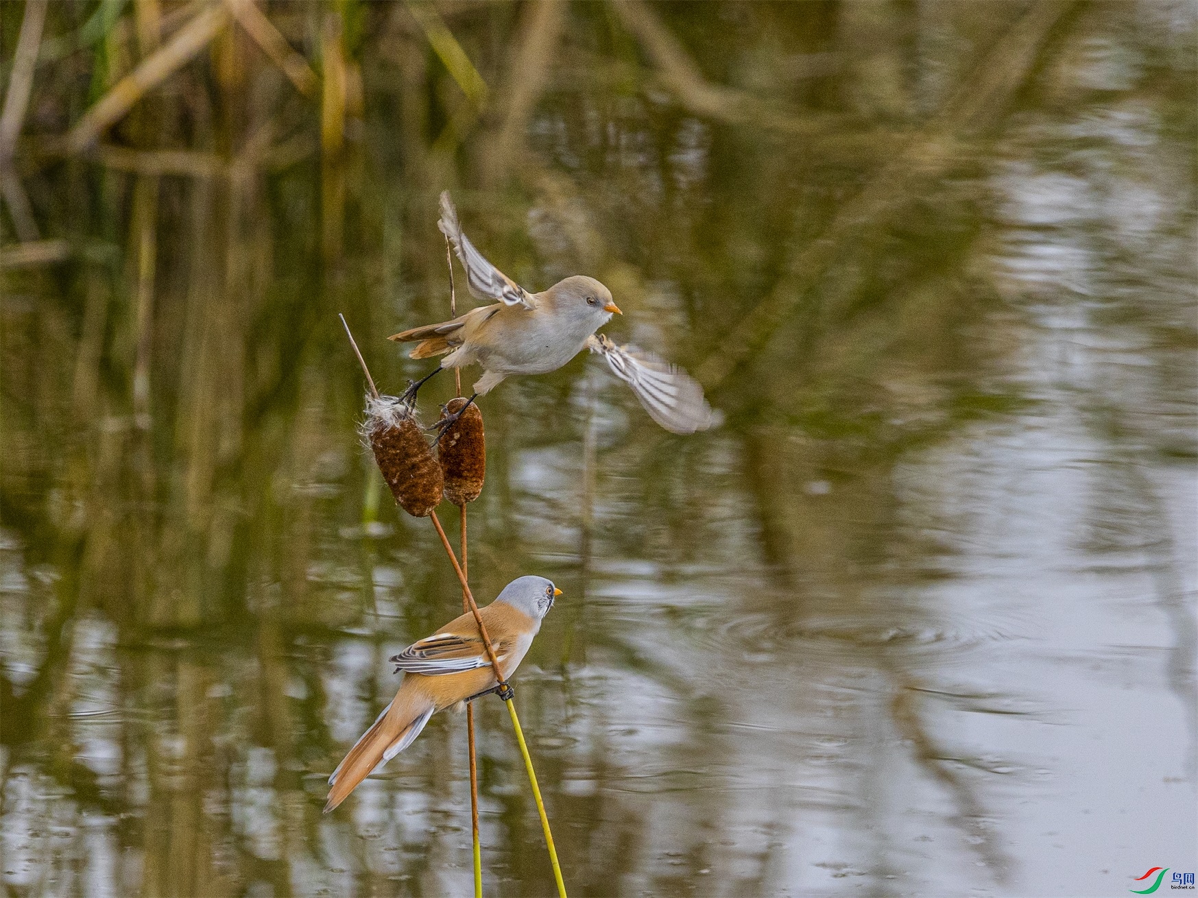 1K3A9159 ����1.jpg