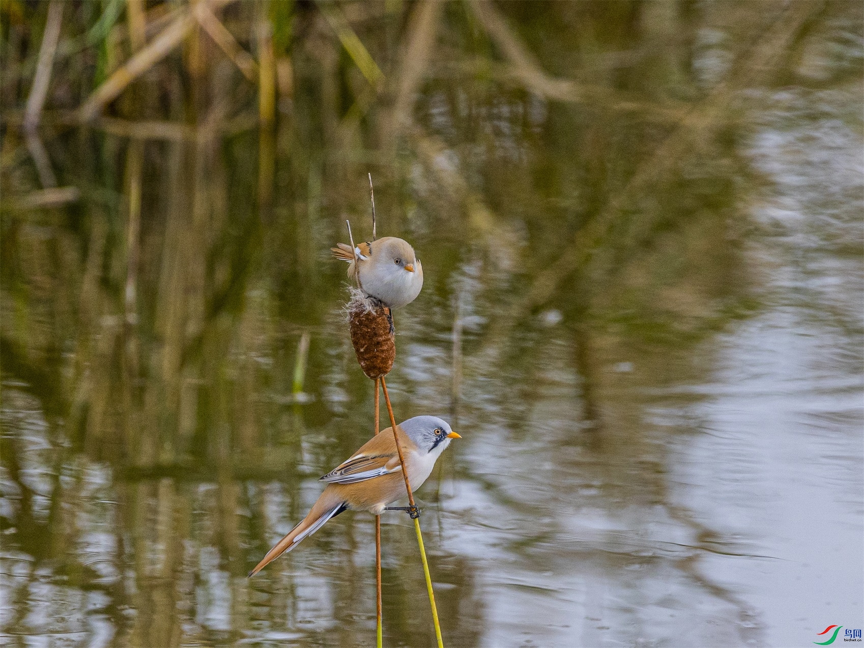 1K3A9158 ����1.jpg