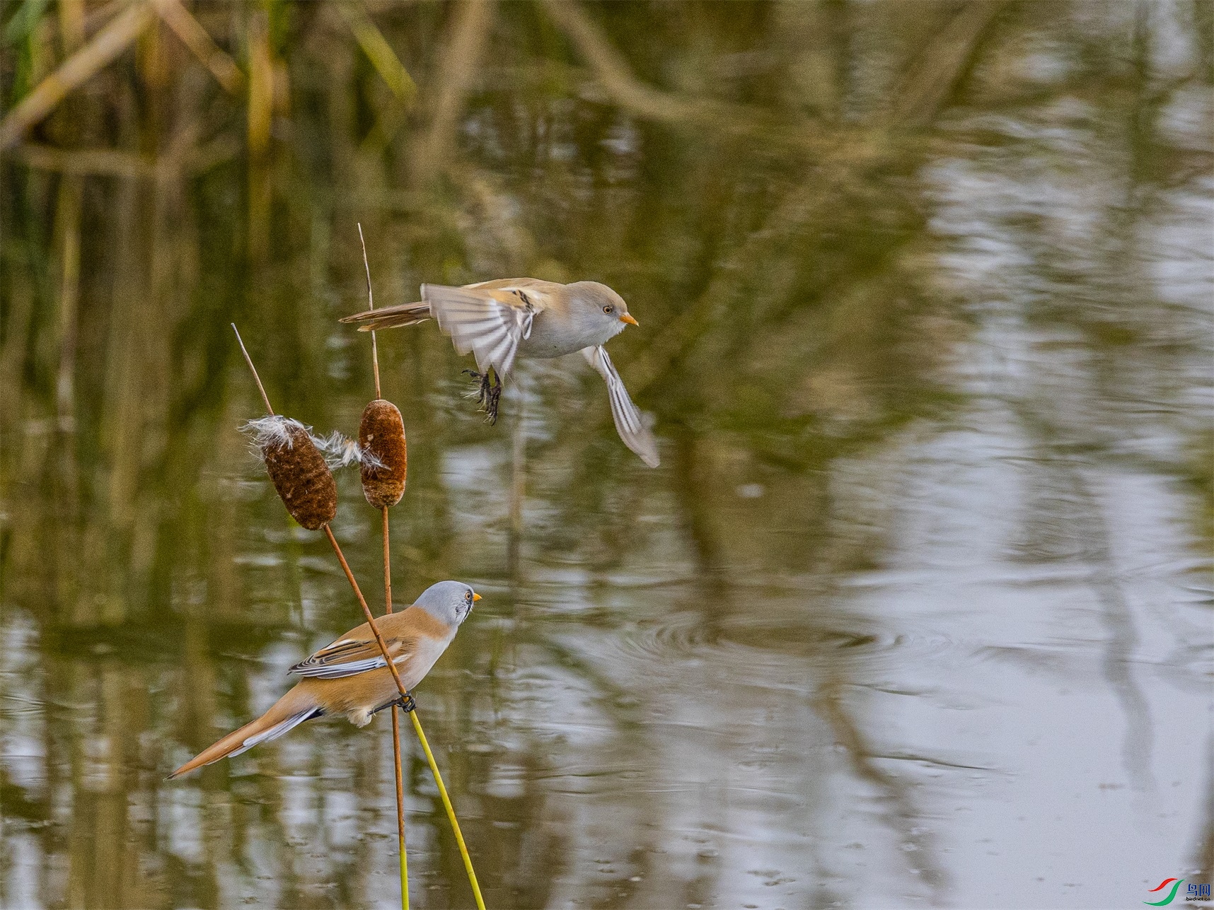 1K3A9160 ����1.jpg