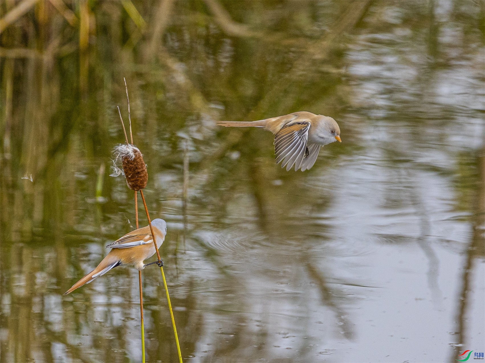 1K3A9162 ����1.jpg