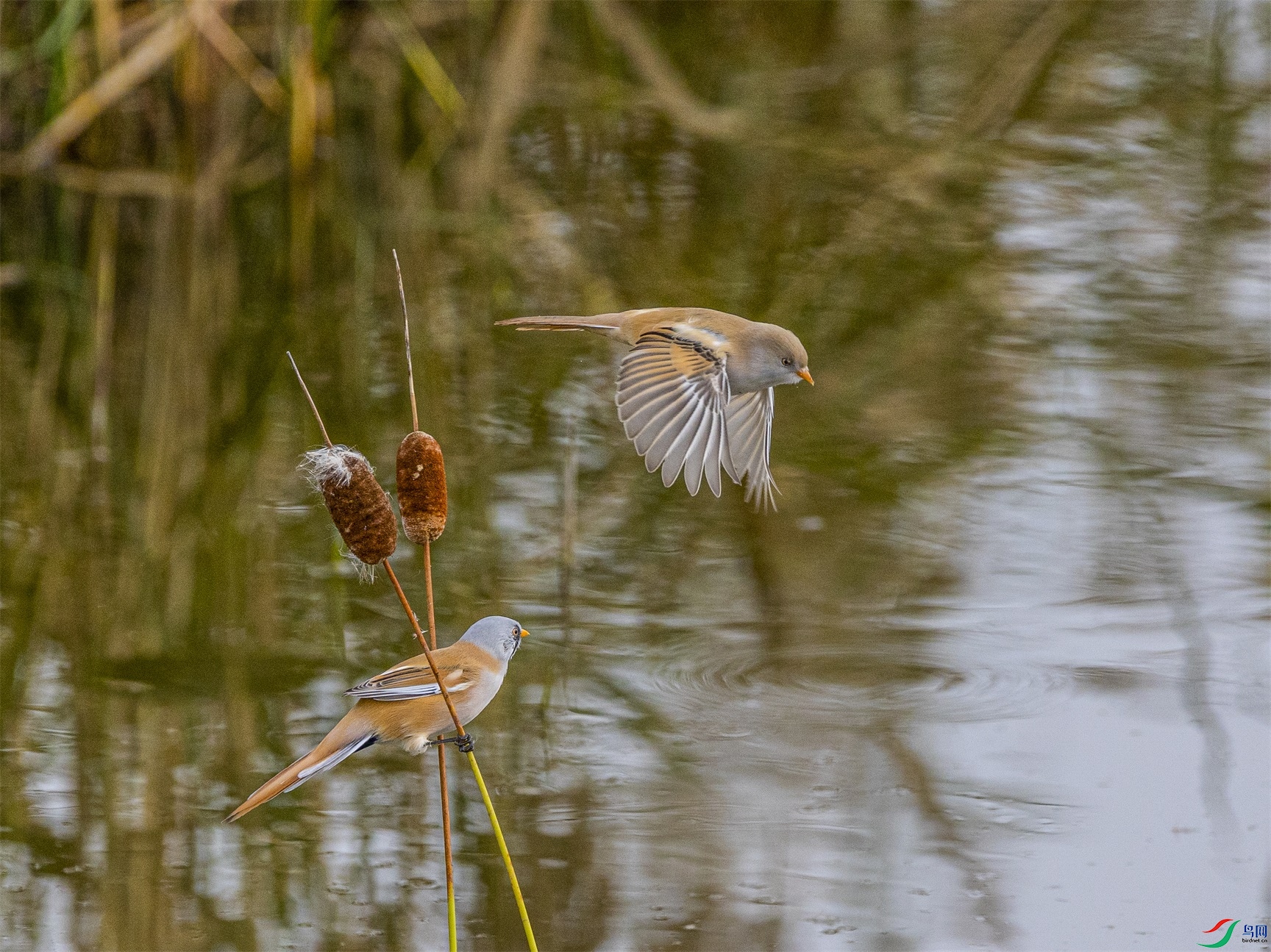 1K3A9161 ����1.jpg