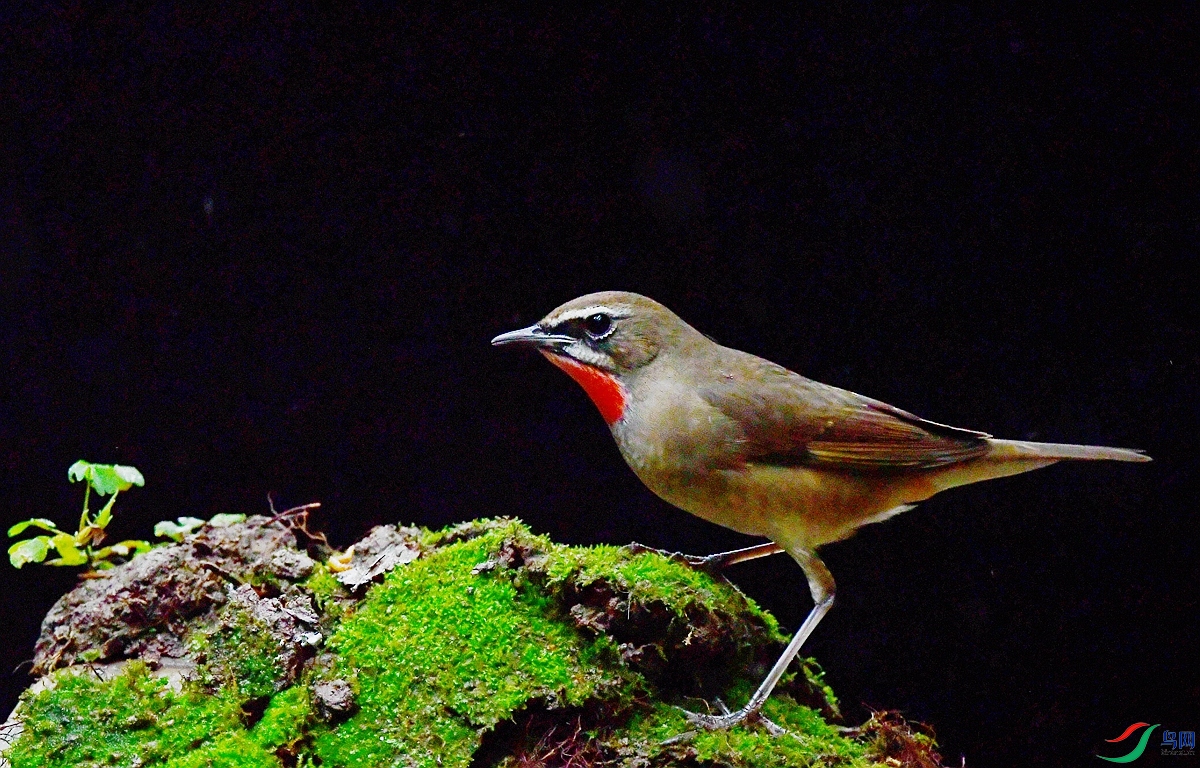 DSC_3355.JPG