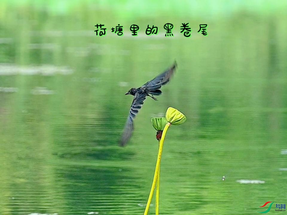 ������ĺھ�β