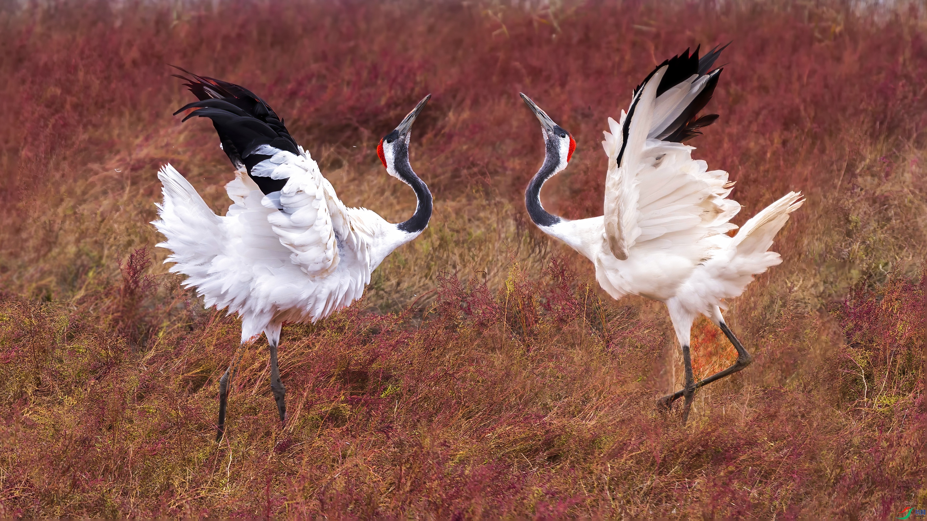 ��ֻ�����׹���2 ���� 2.jpg